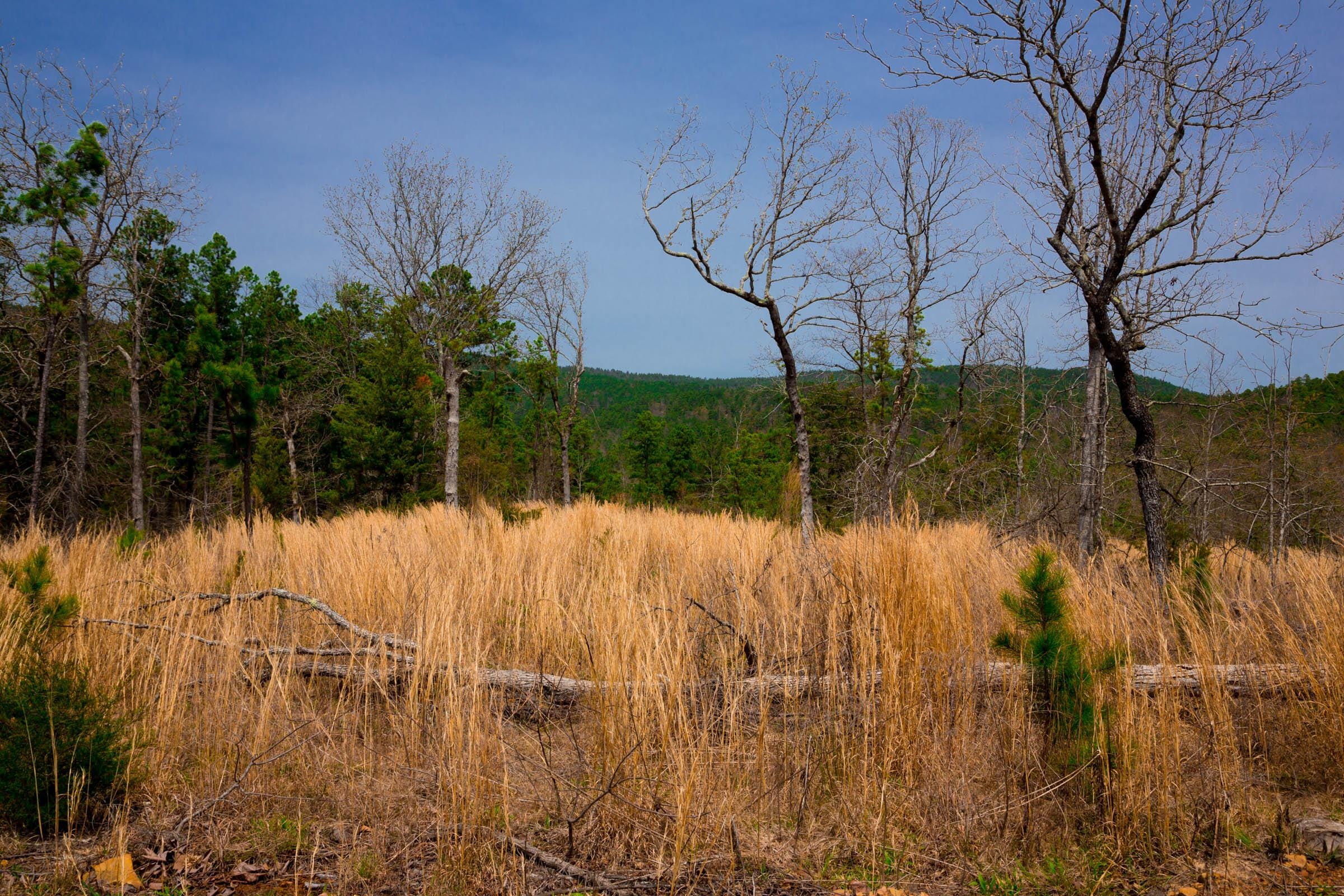 Stone Creek Phase II Tract 208 photo 15