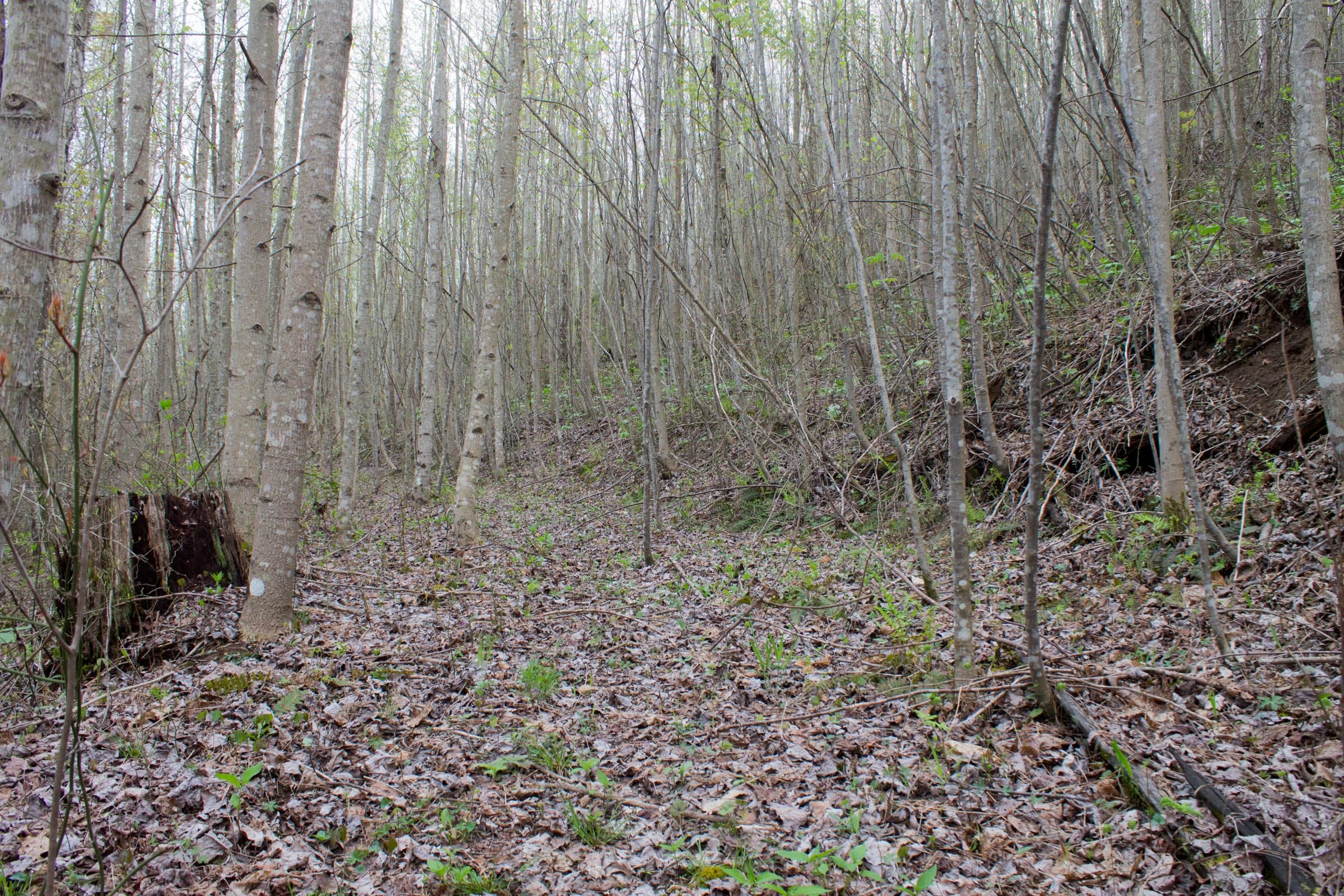 Hidden Hills Tract 49 photo 3