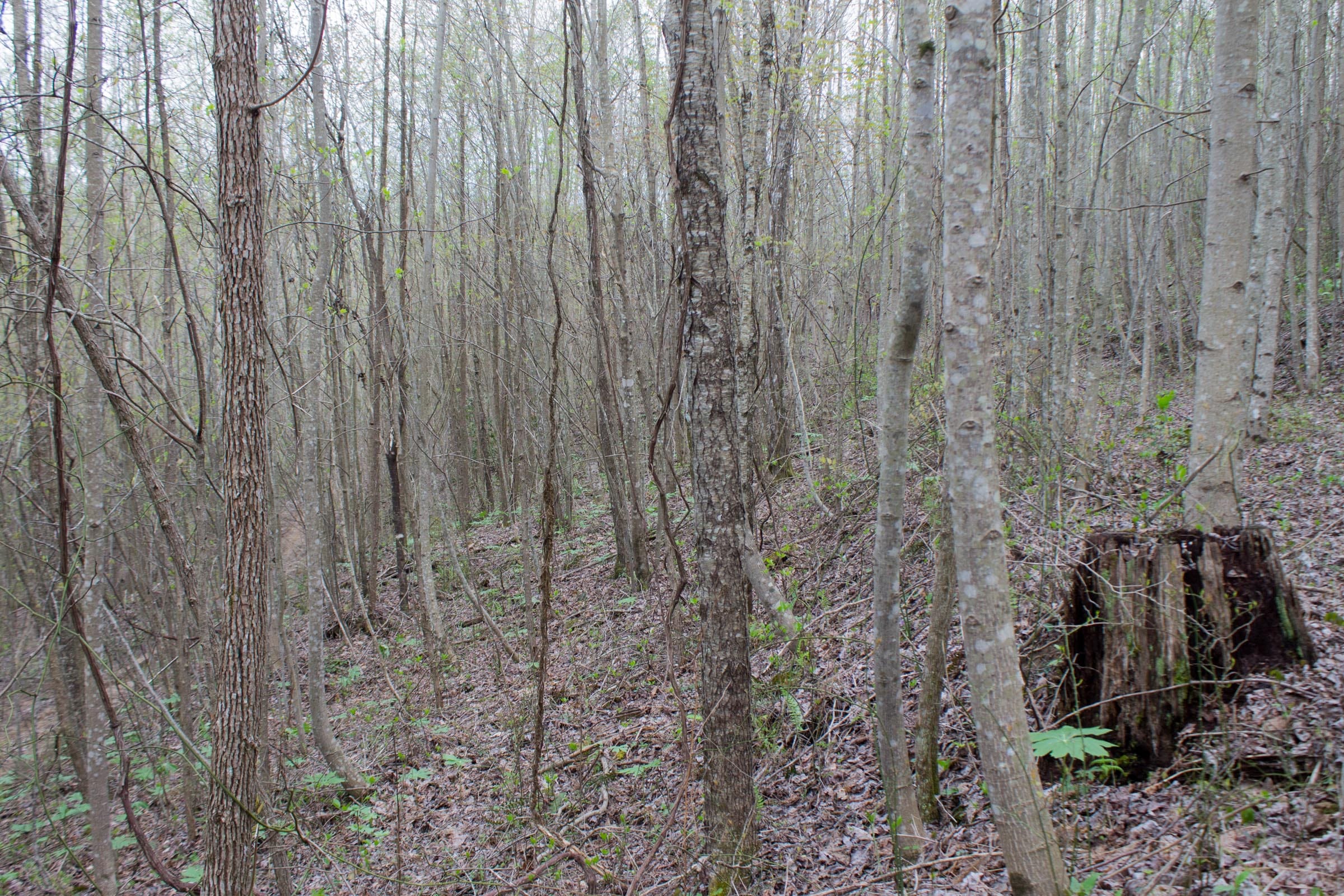 Hidden Hills Tract 49 photo 4