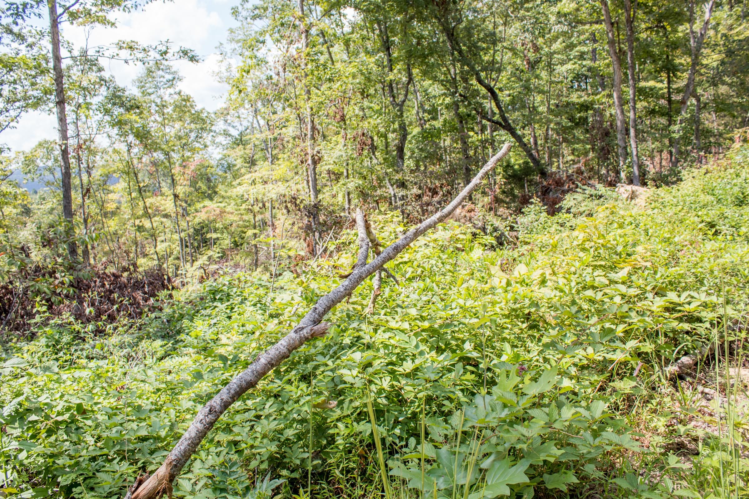 Buck Run Ridge Tract 26 photo 2