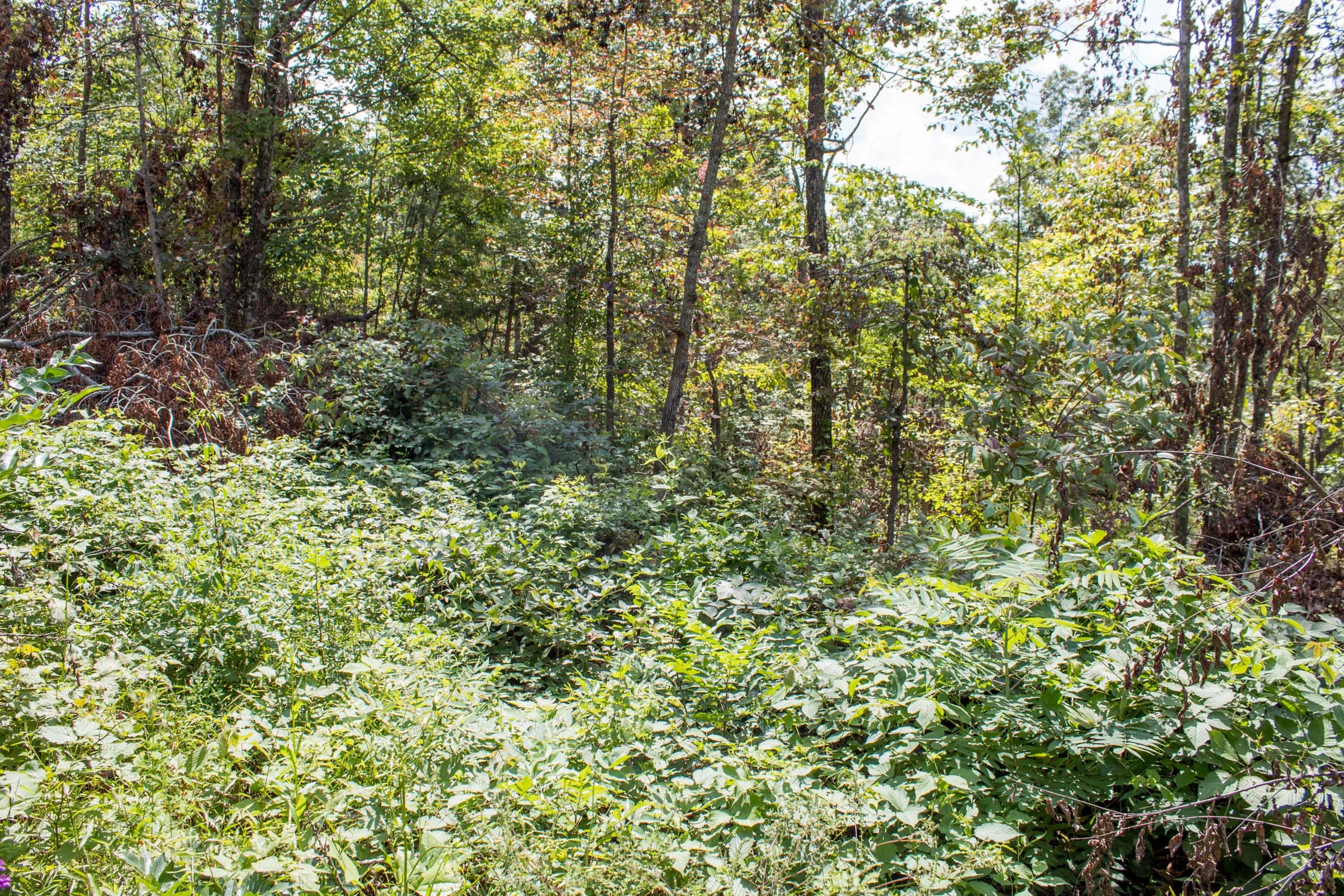 Buck Run Ridge Tract 26 photo 5