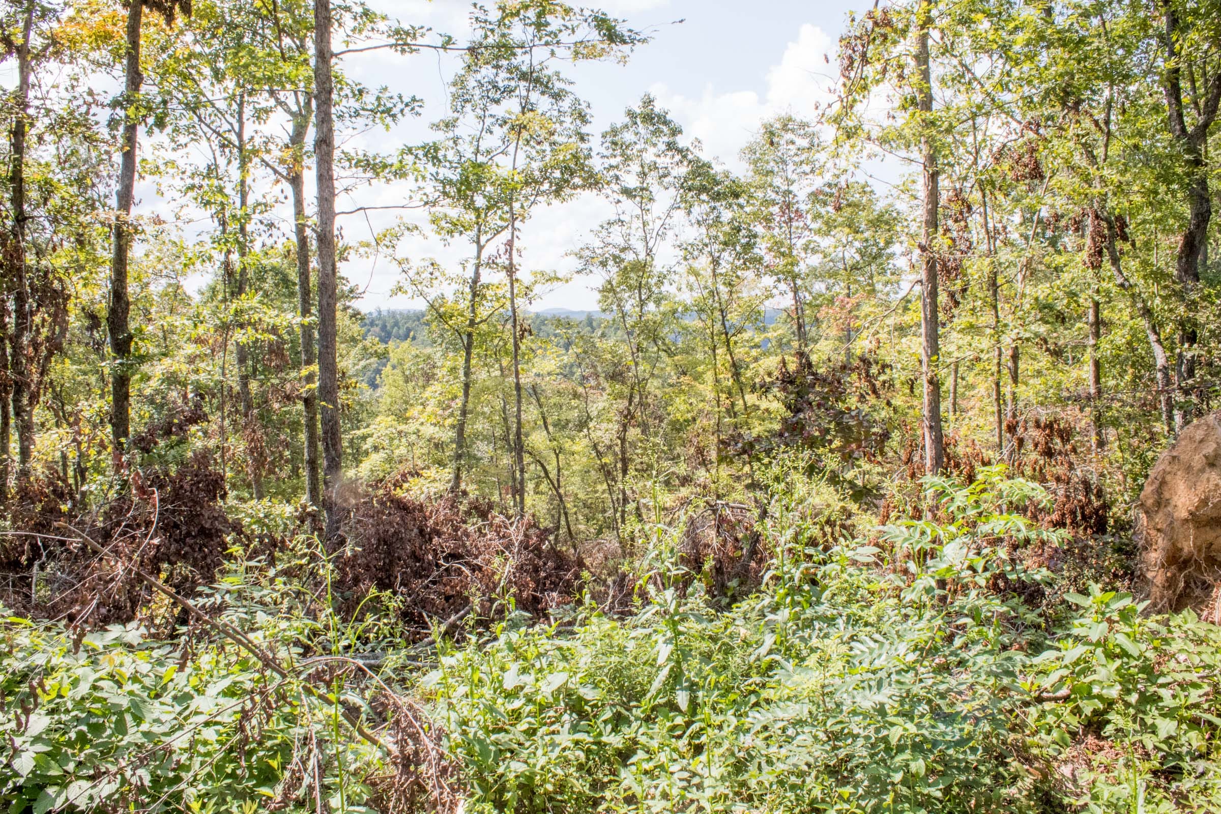 Buck Run Ridge Tract 26 photo 6