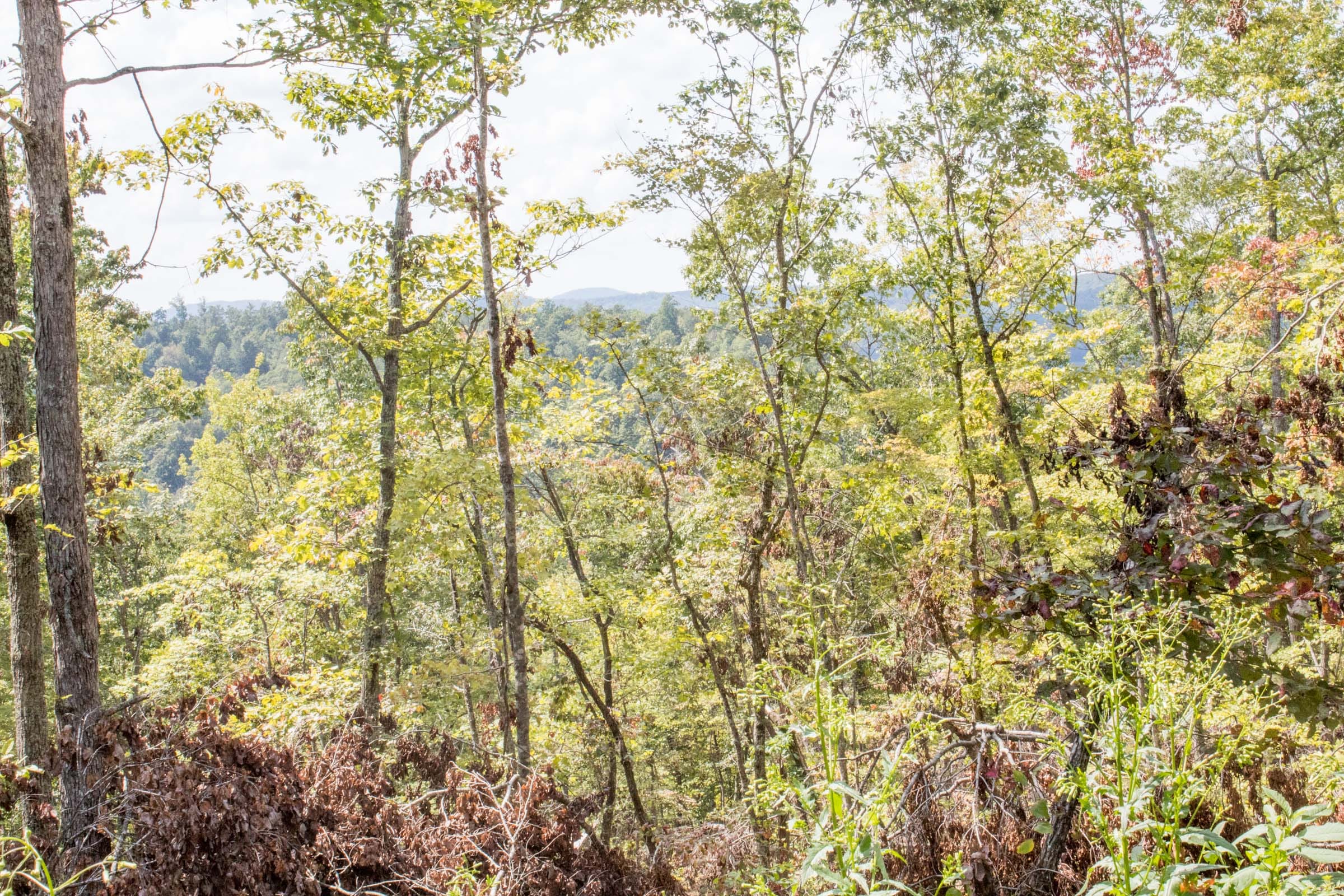Buck Run Ridge Tract 26 photo 7