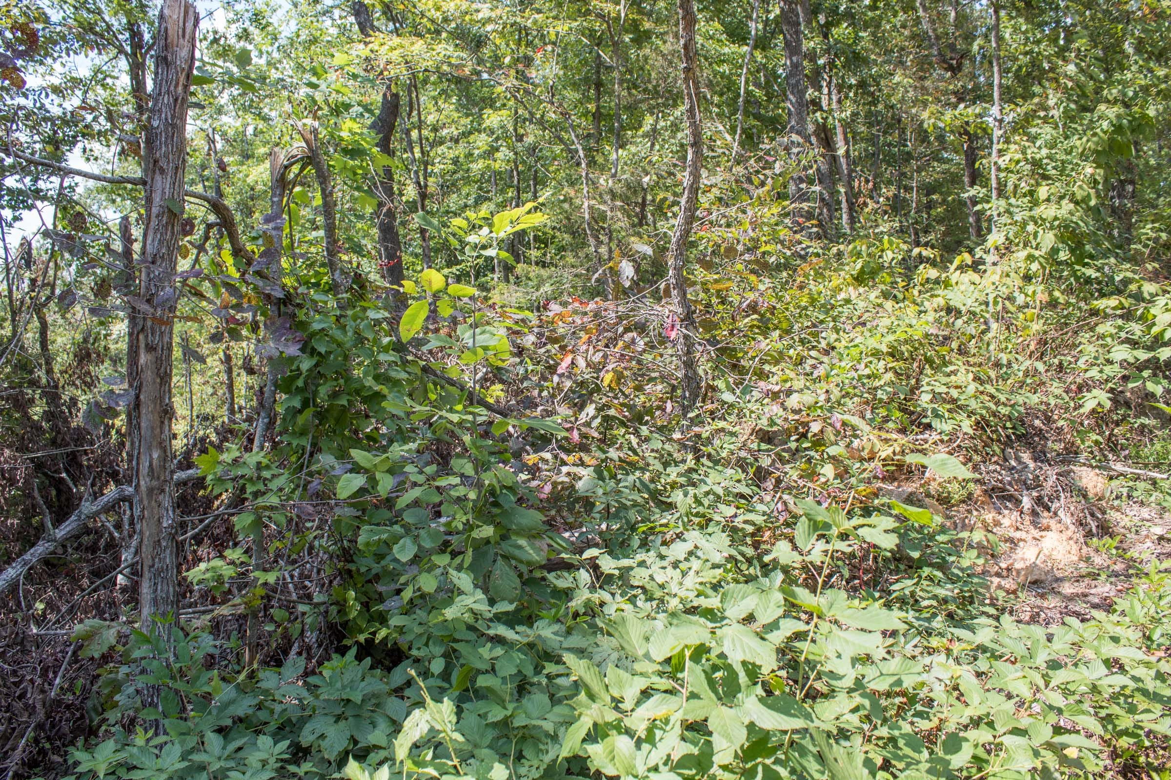 Buck Run Ridge Tract 26 photo 8