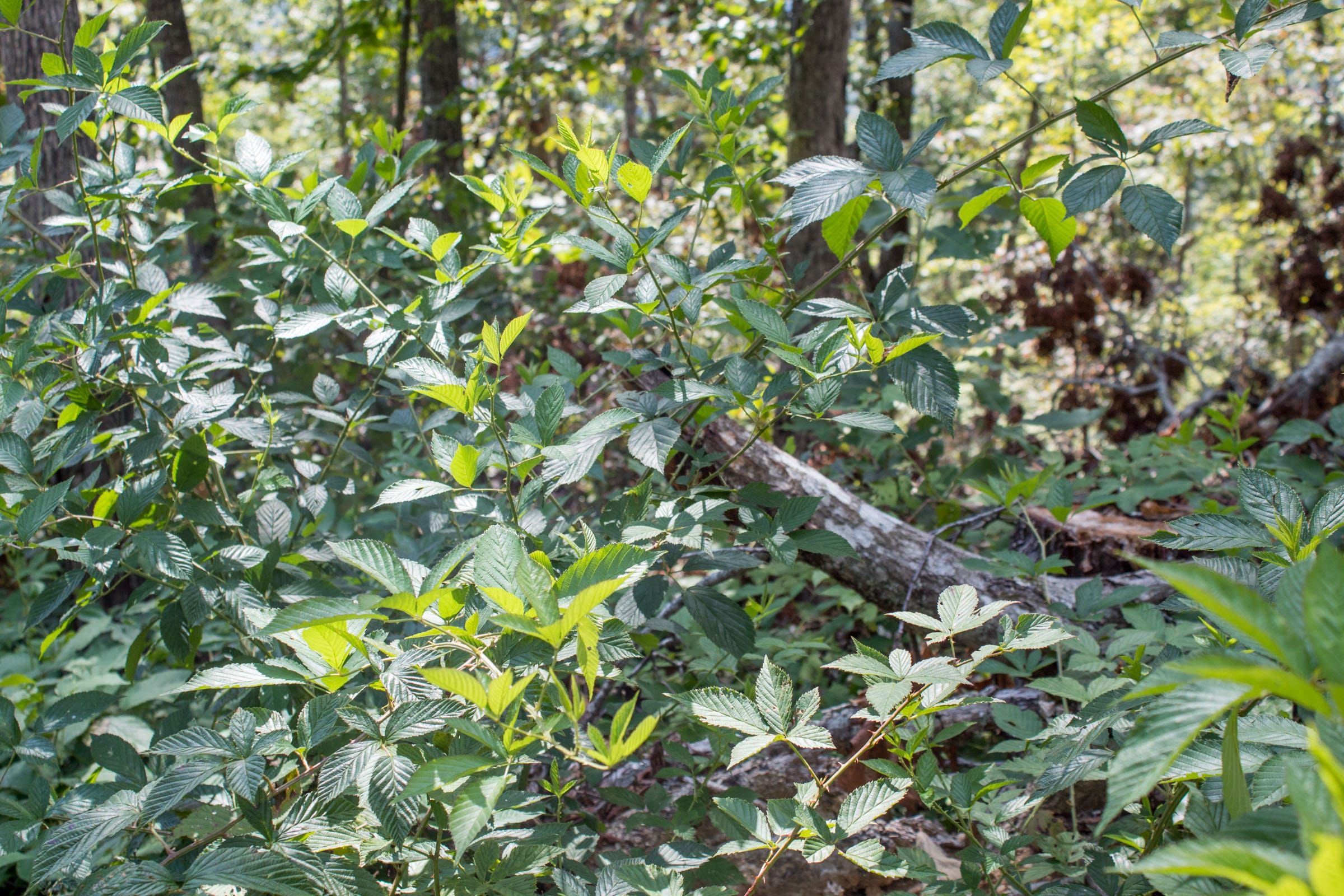 Buck Run Ridge Tract 26 photo 9