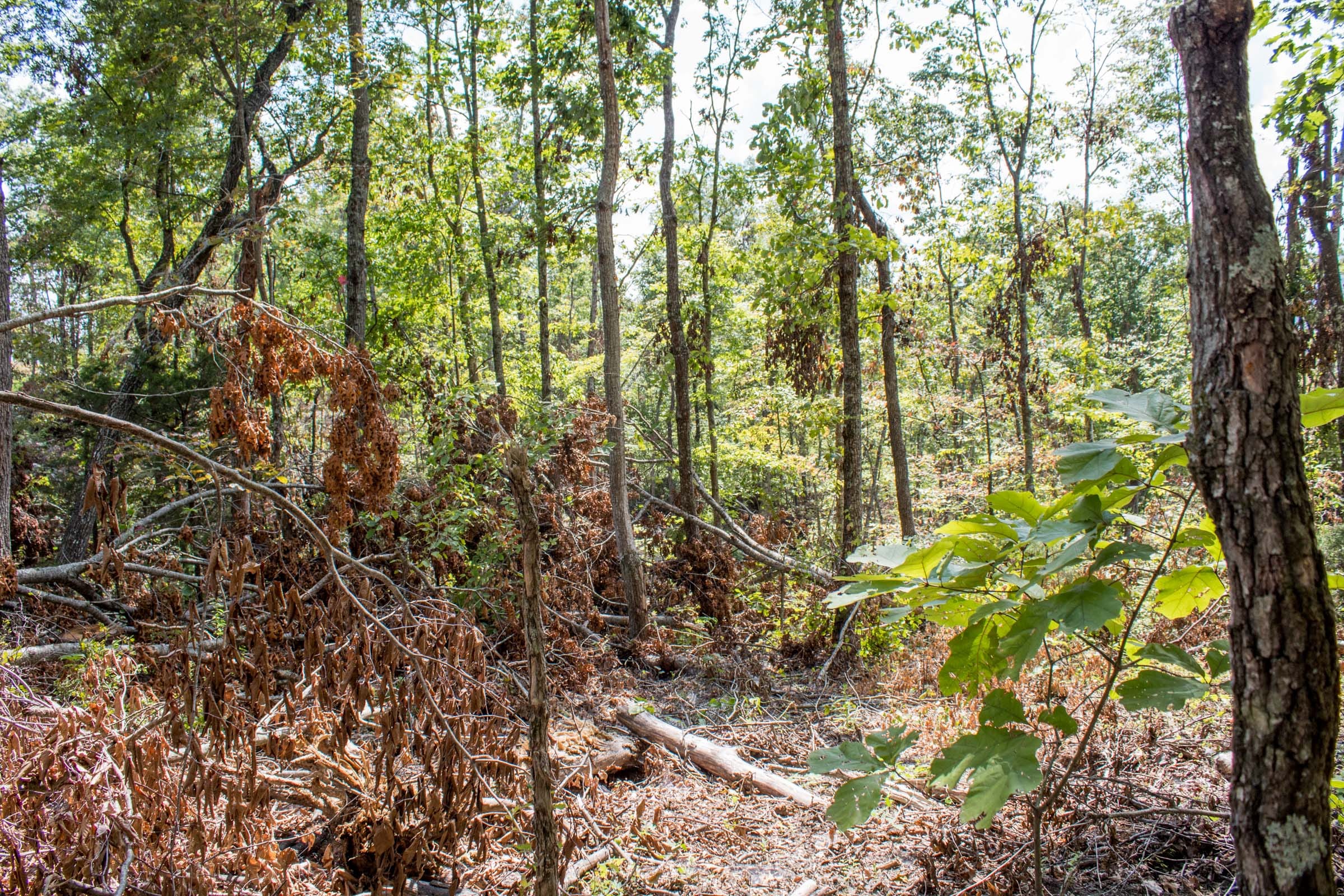 Buck Run Ridge Tract 26 photo 10