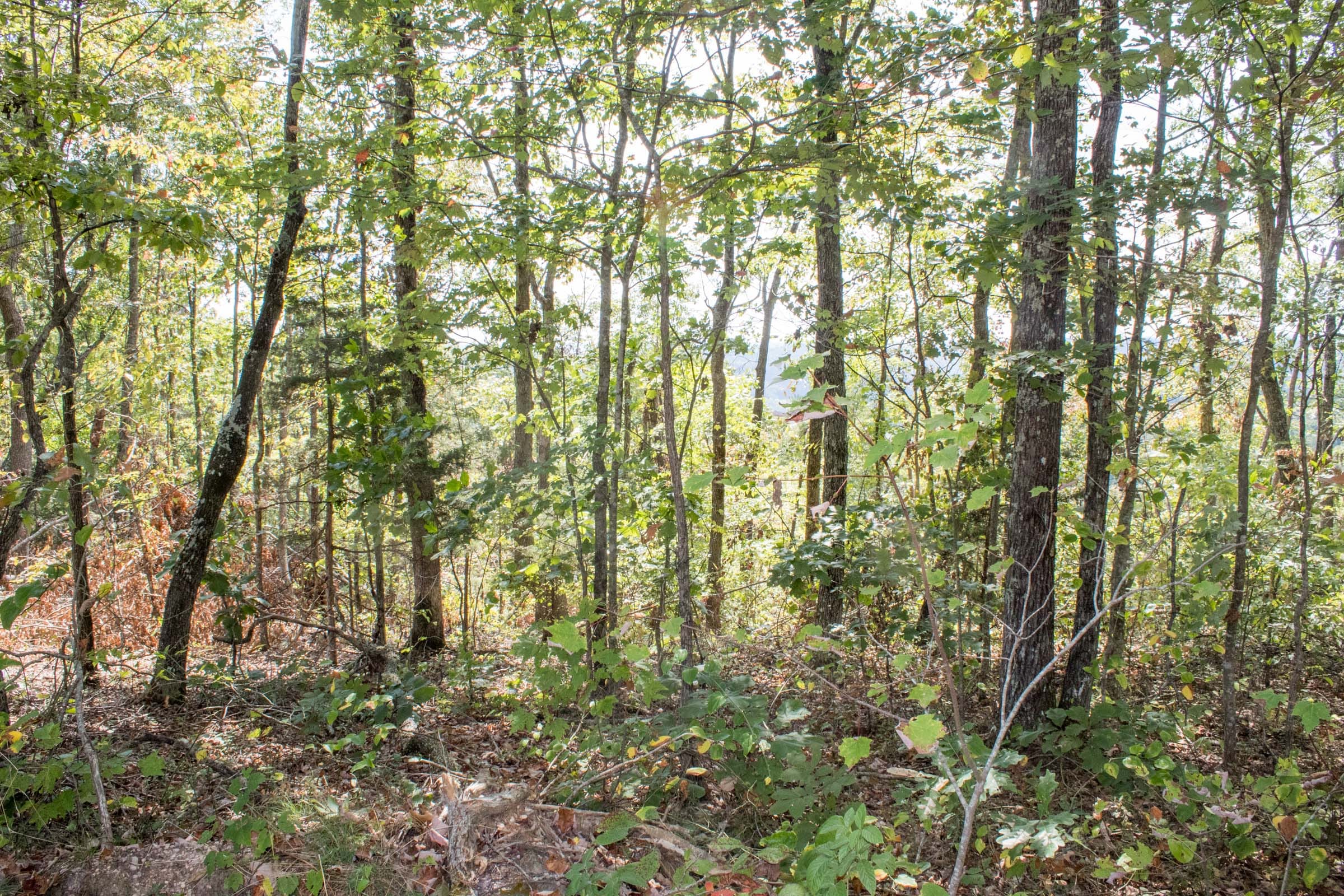 Buck Run Ridge Tract 26 photo 11