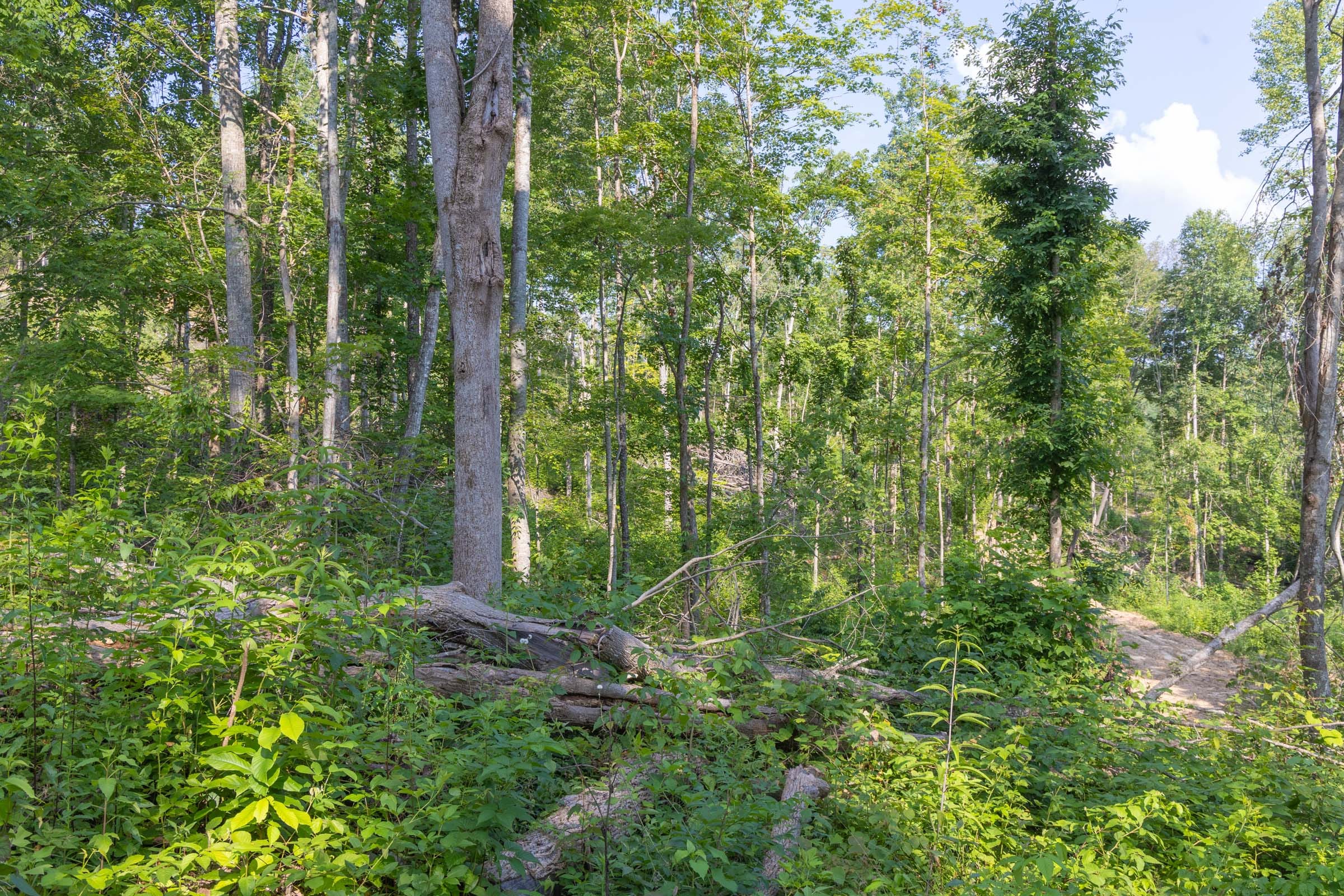 Creek Hollow Phase II Tract 81 photo 3