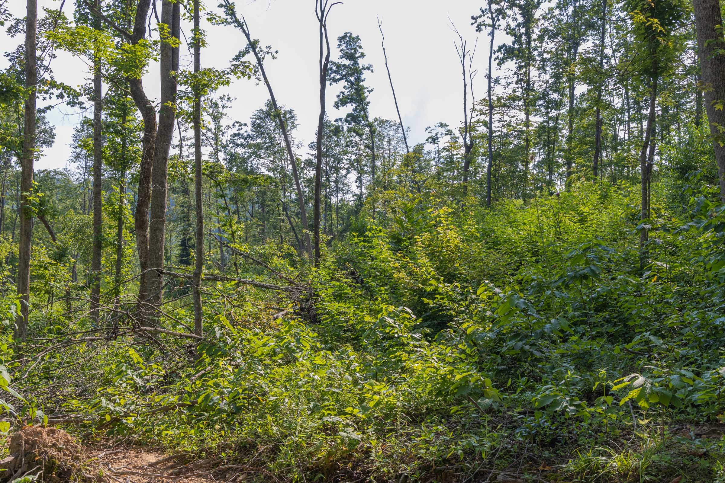 Creek Hollow Phase II Tract 81 photo 13