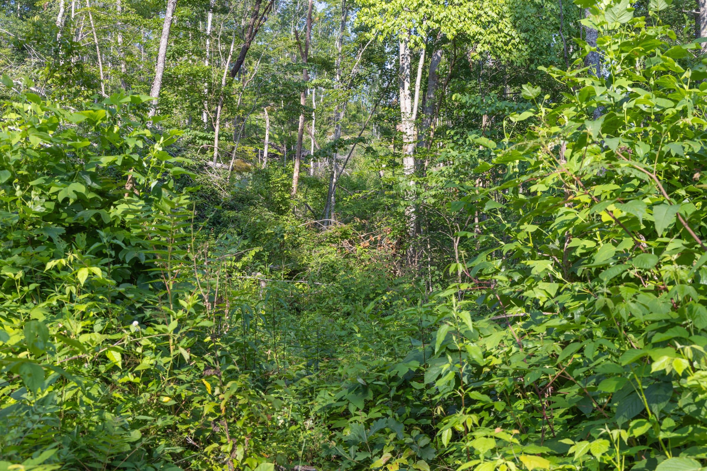 Creek Hollow Phase II Tract 81 photo 12