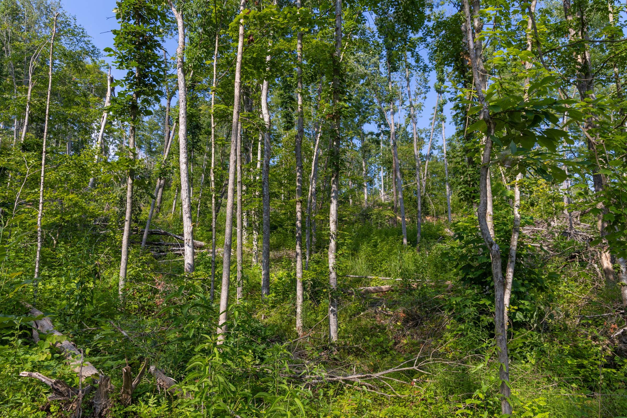 Creek Hollow Phase II Tract 81 photo 11