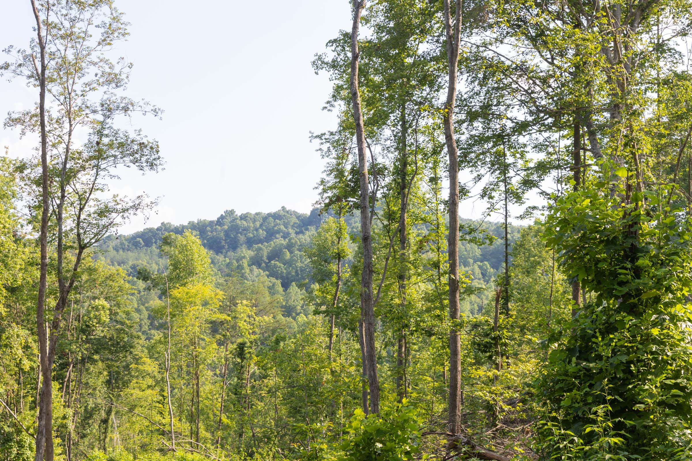 Creek Hollow Phase II Tract 81 photo 10