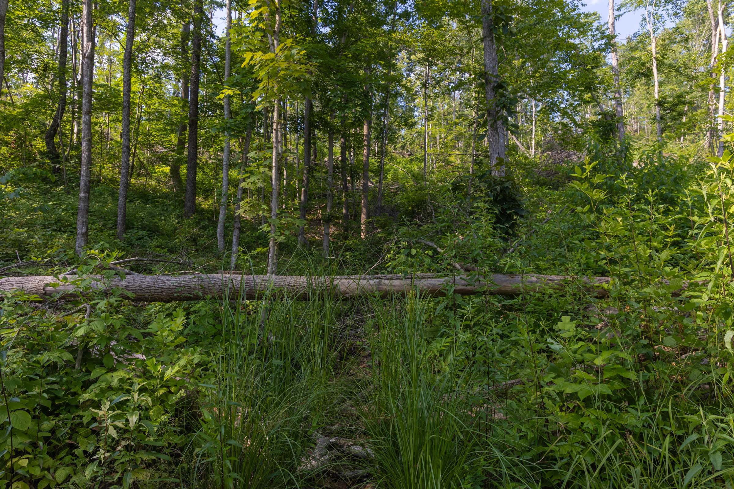 Creek Hollow Phase II Tract 81 photo 8