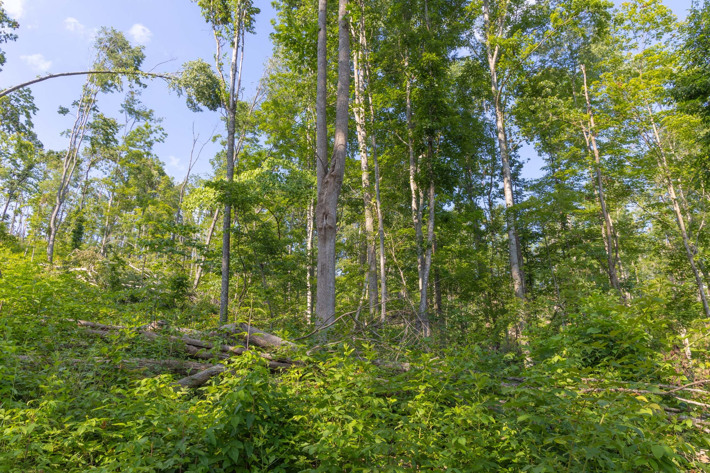 Creek Hollow Phase II Tract 81 photo 6