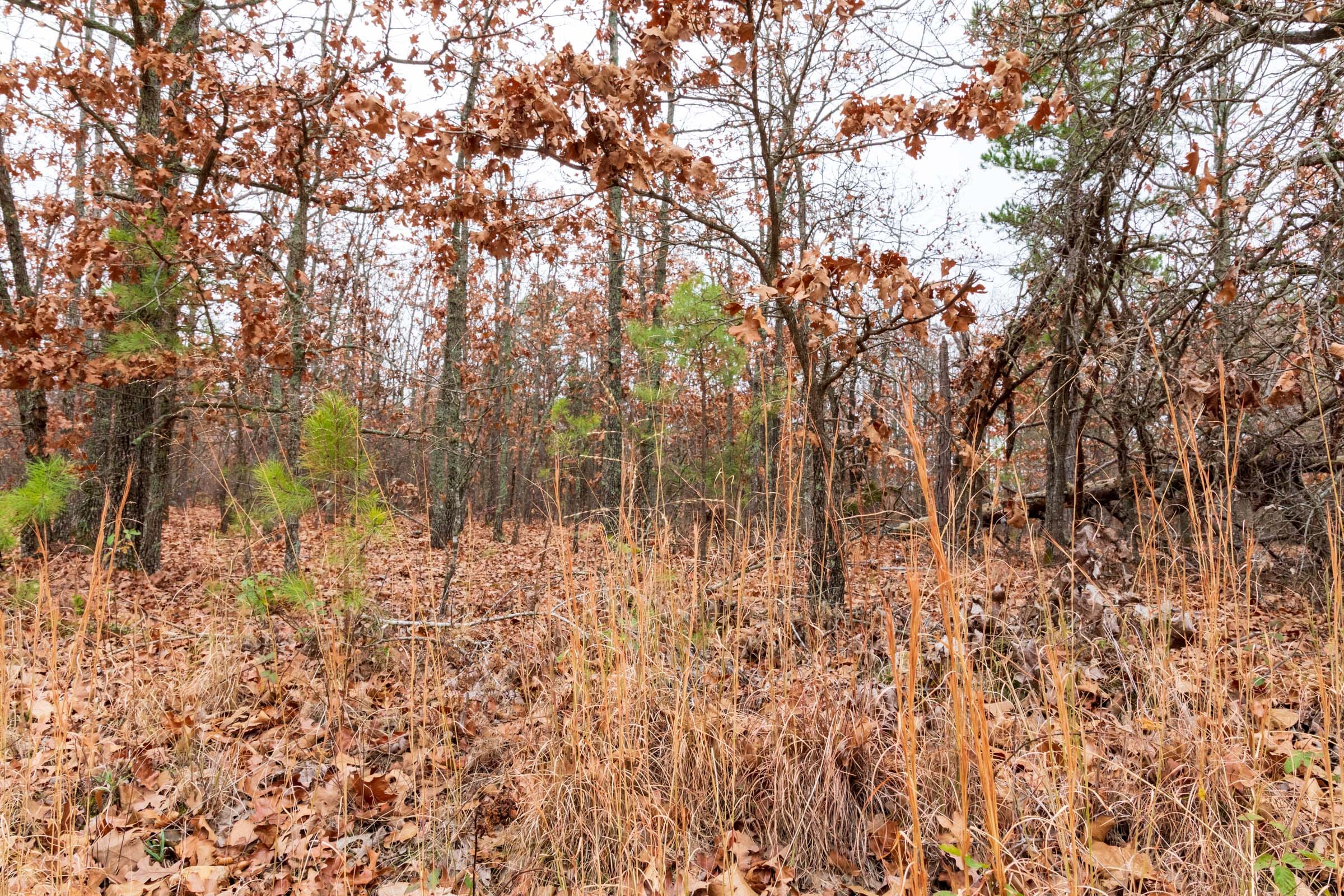 Carter’s Crossing Tract 2 photo 2