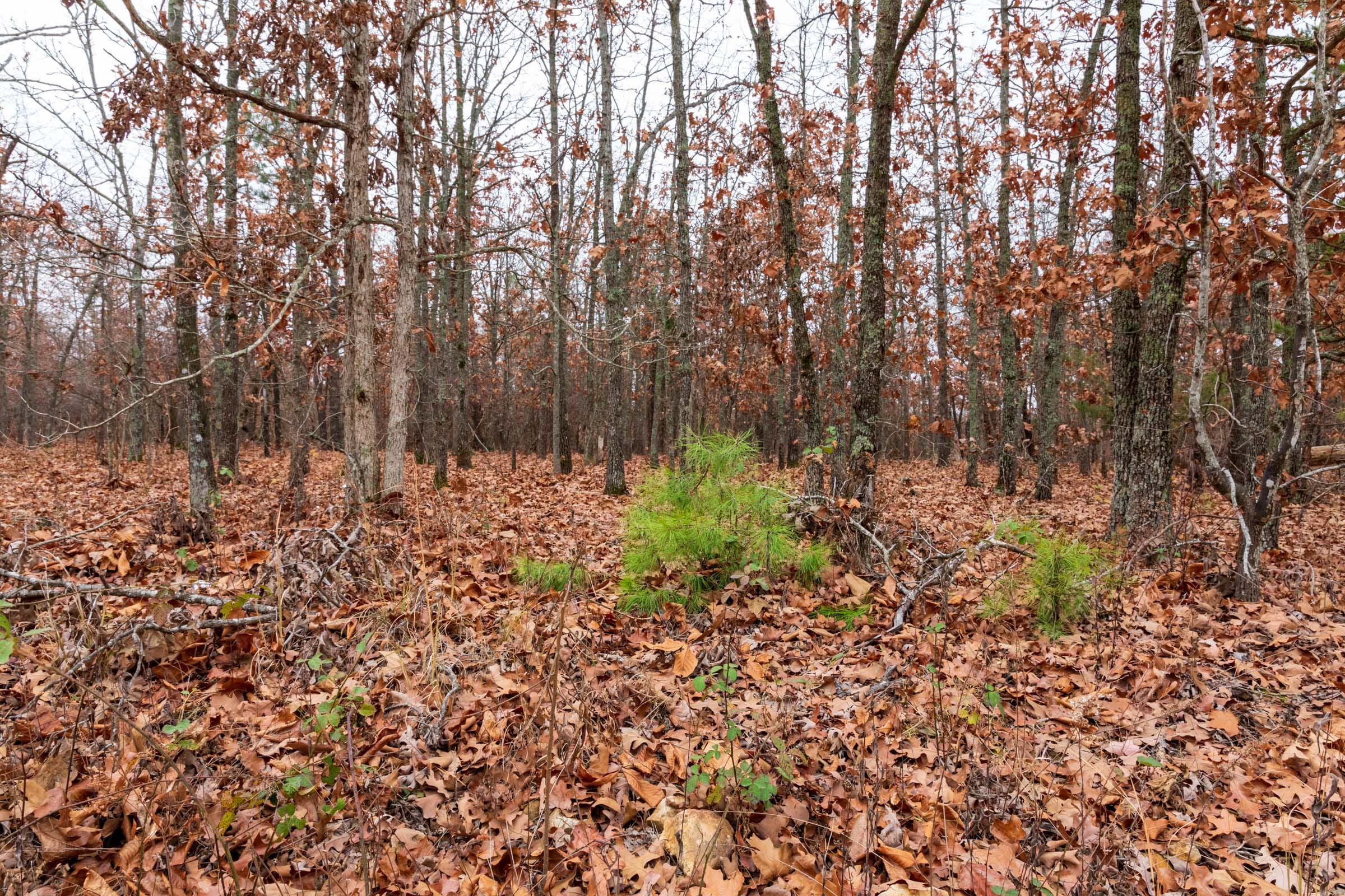 Carter’s Crossing Tract 2 photo 3