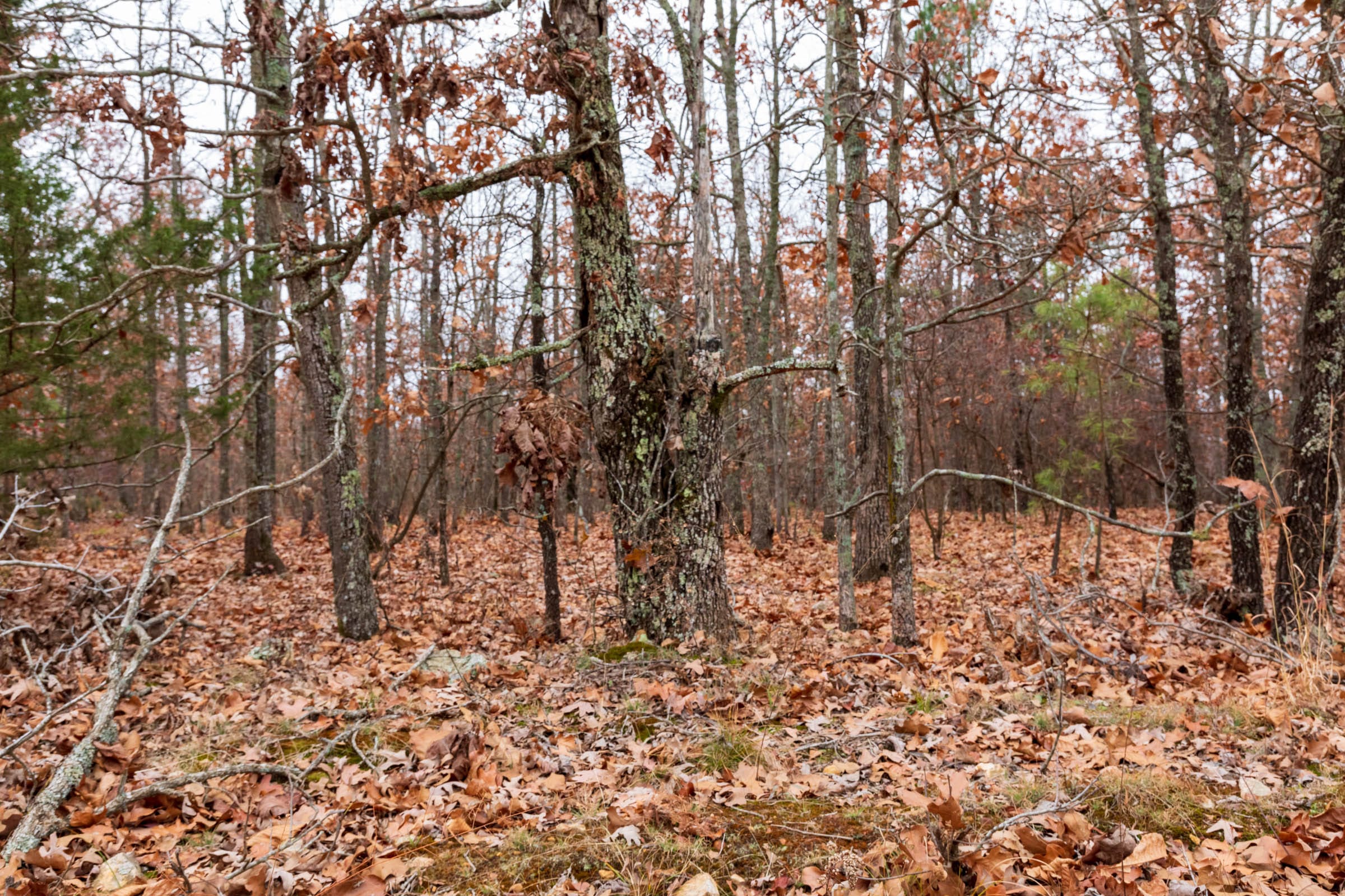 Carter’s Crossing Tract 2 photo 5
