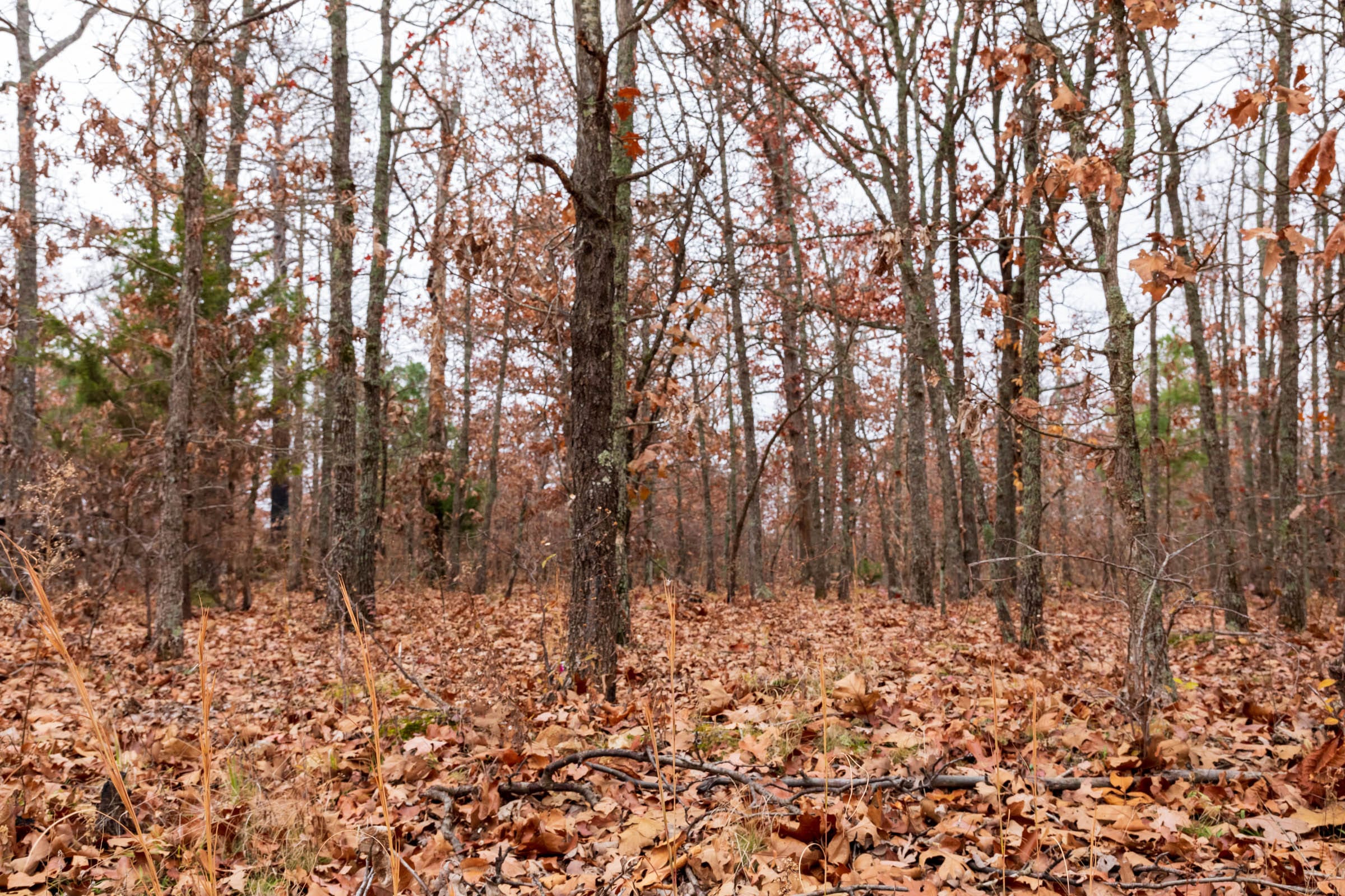 Carter’s Crossing Tract 2 photo 6