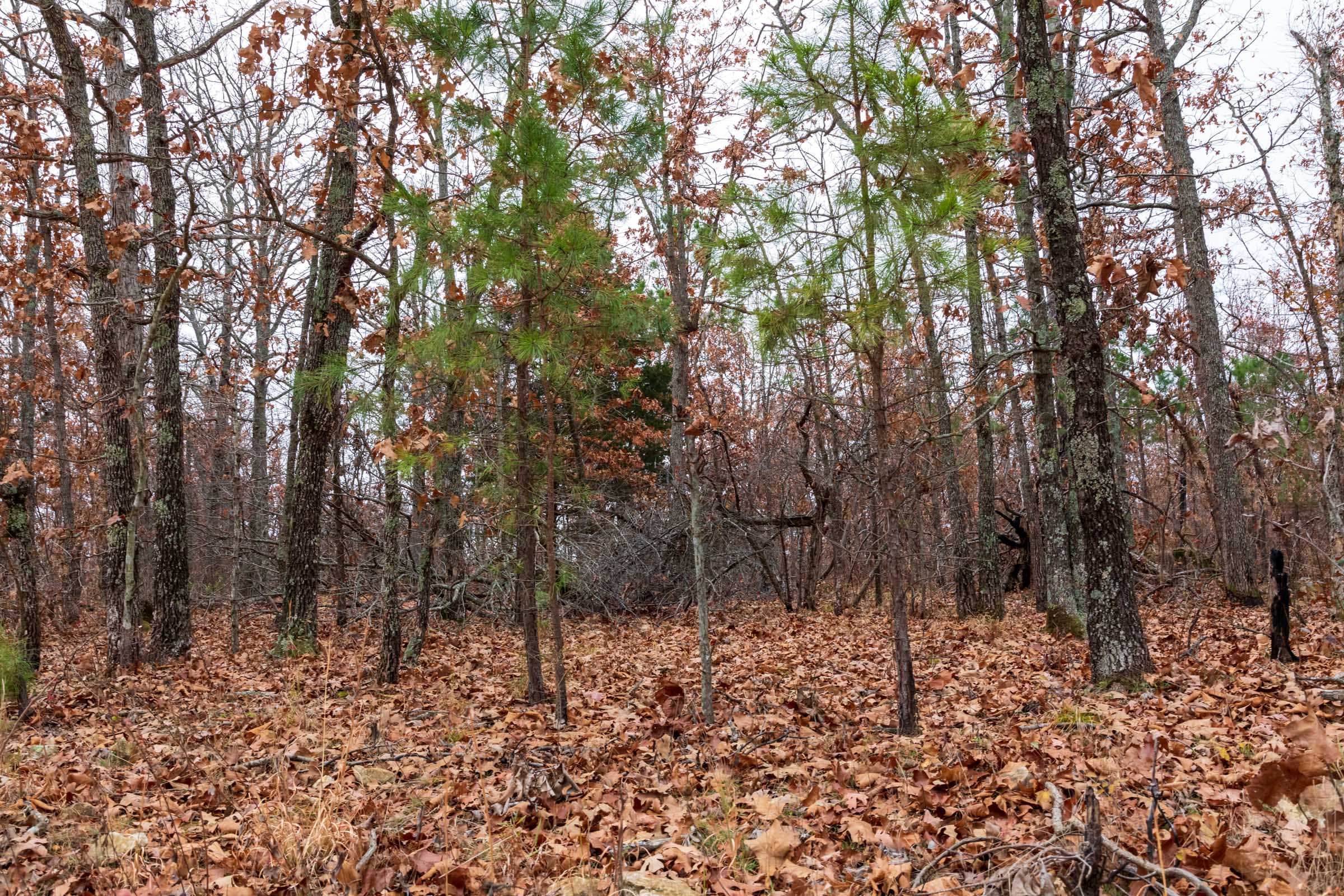 Carter’s Crossing Tract 2 photo 7
