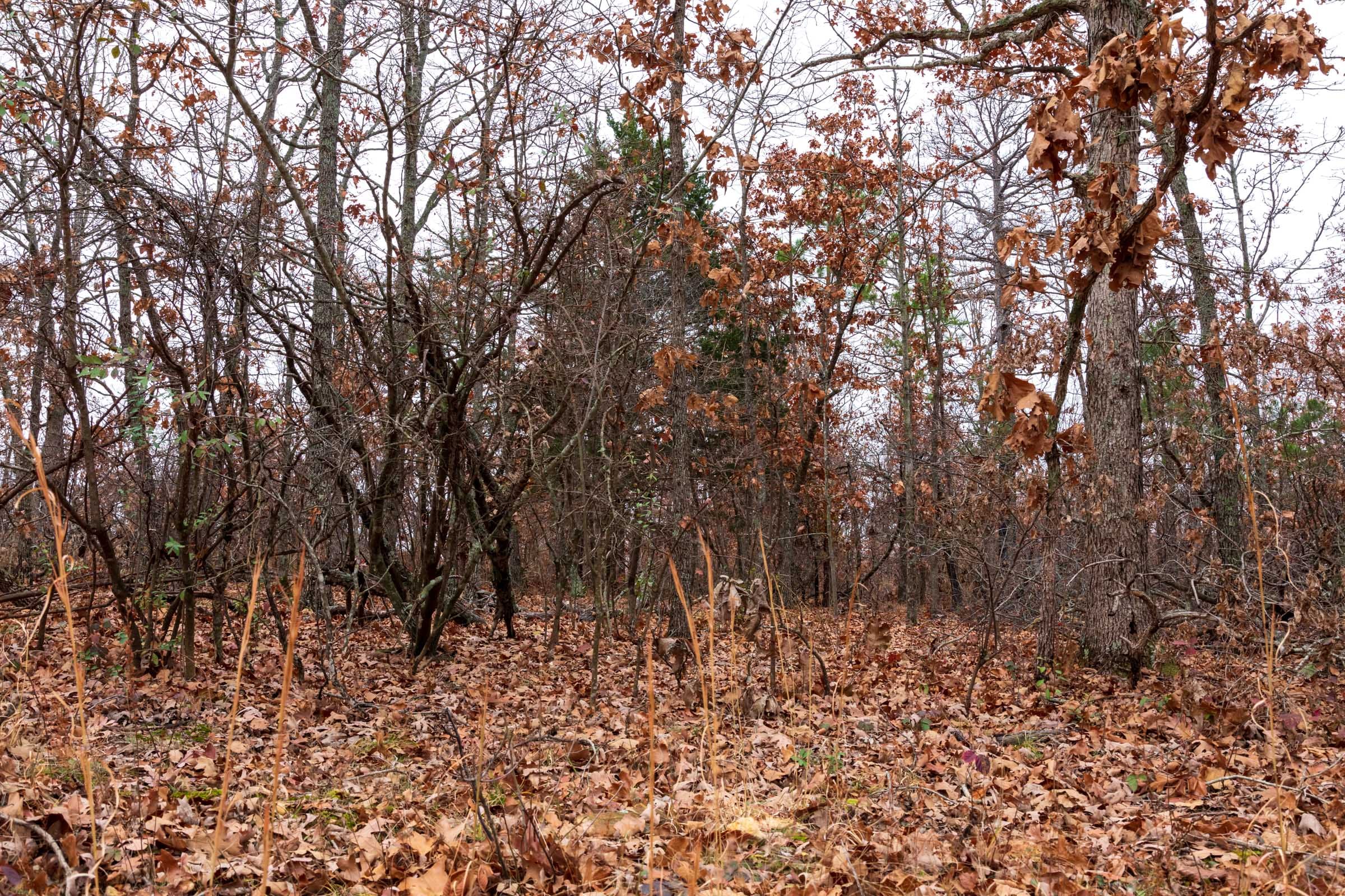 Carter’s Crossing Tract 2 photo 9