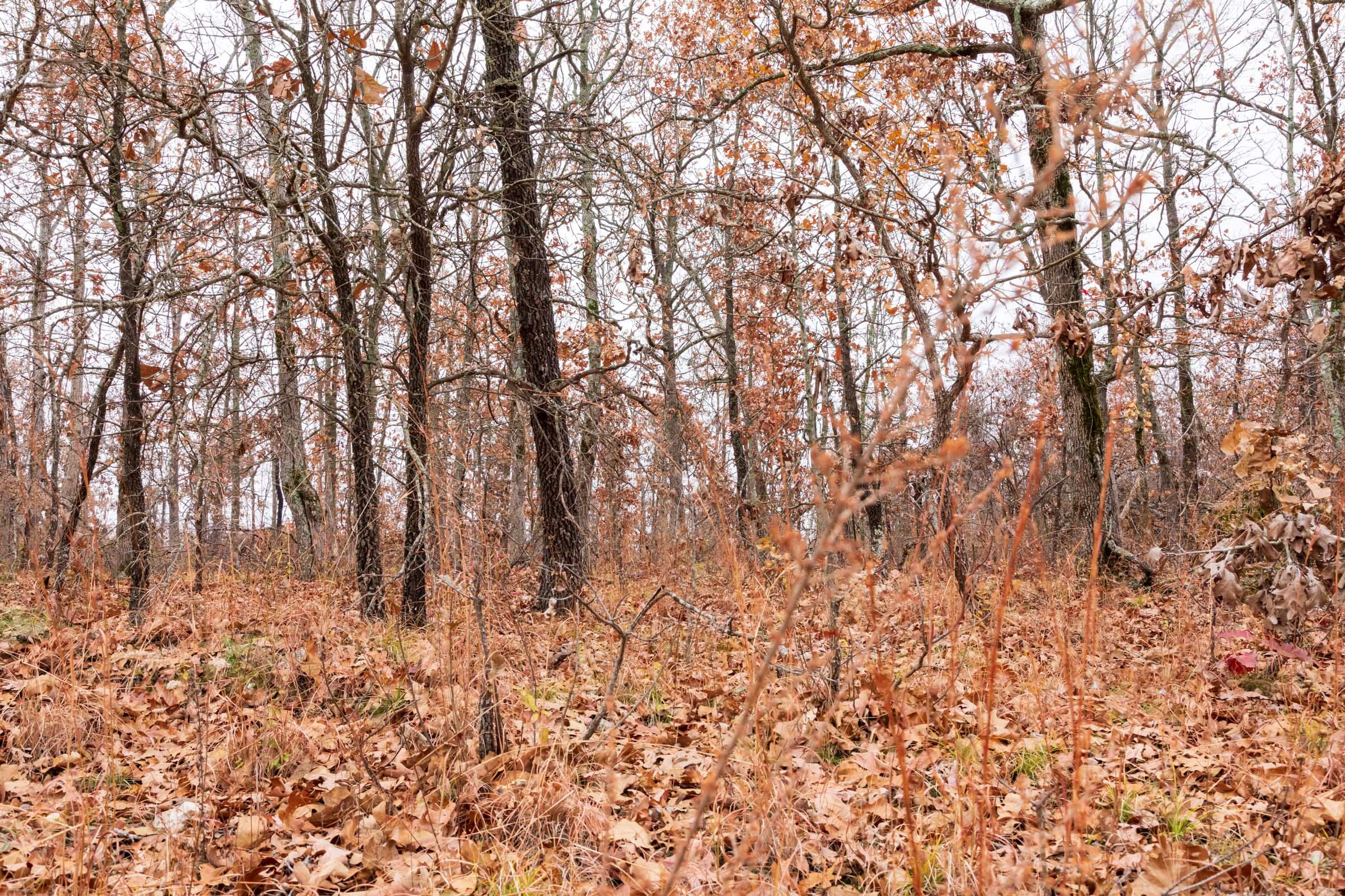 Carter’s Crossing Tract 2 photo 10