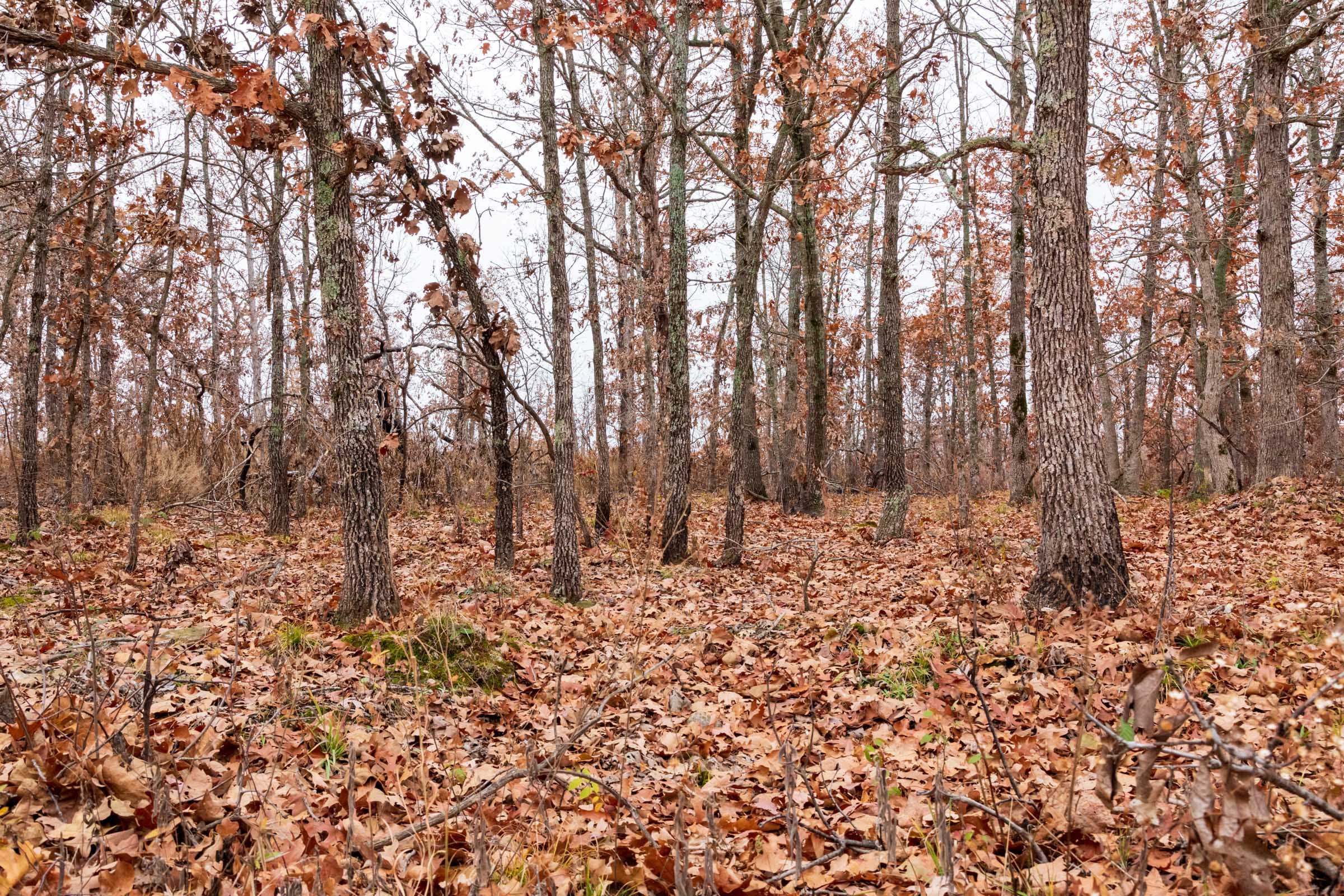 Carter’s Crossing Tract 2 photo 11