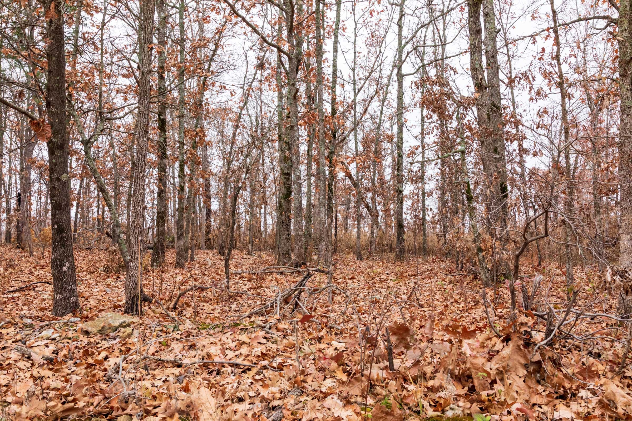 Carter’s Crossing Tract 2 photo 13