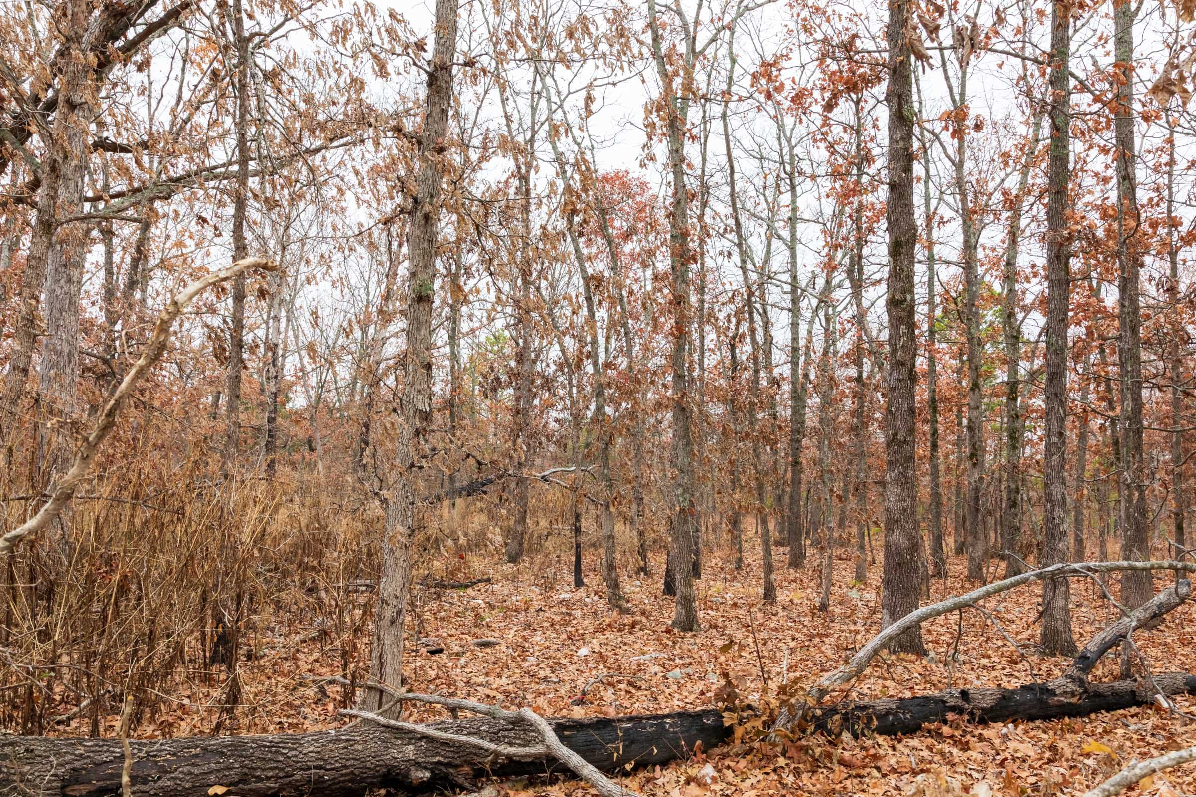 Carter’s Crossing Tract 2 photo 14