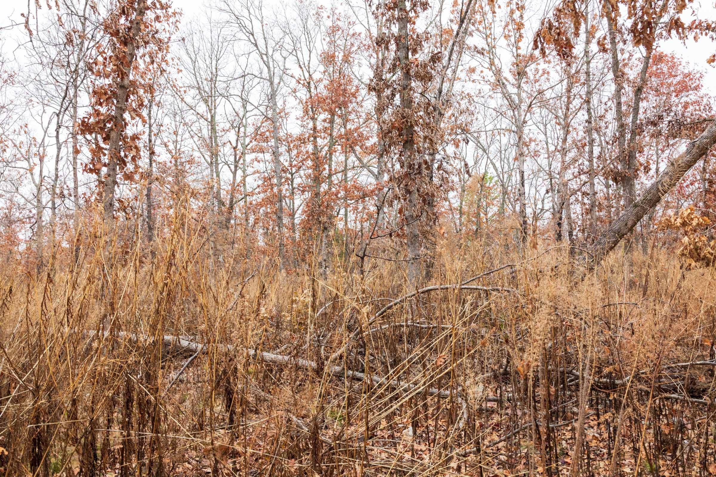 Carter’s Crossing Tract 2 photo 15