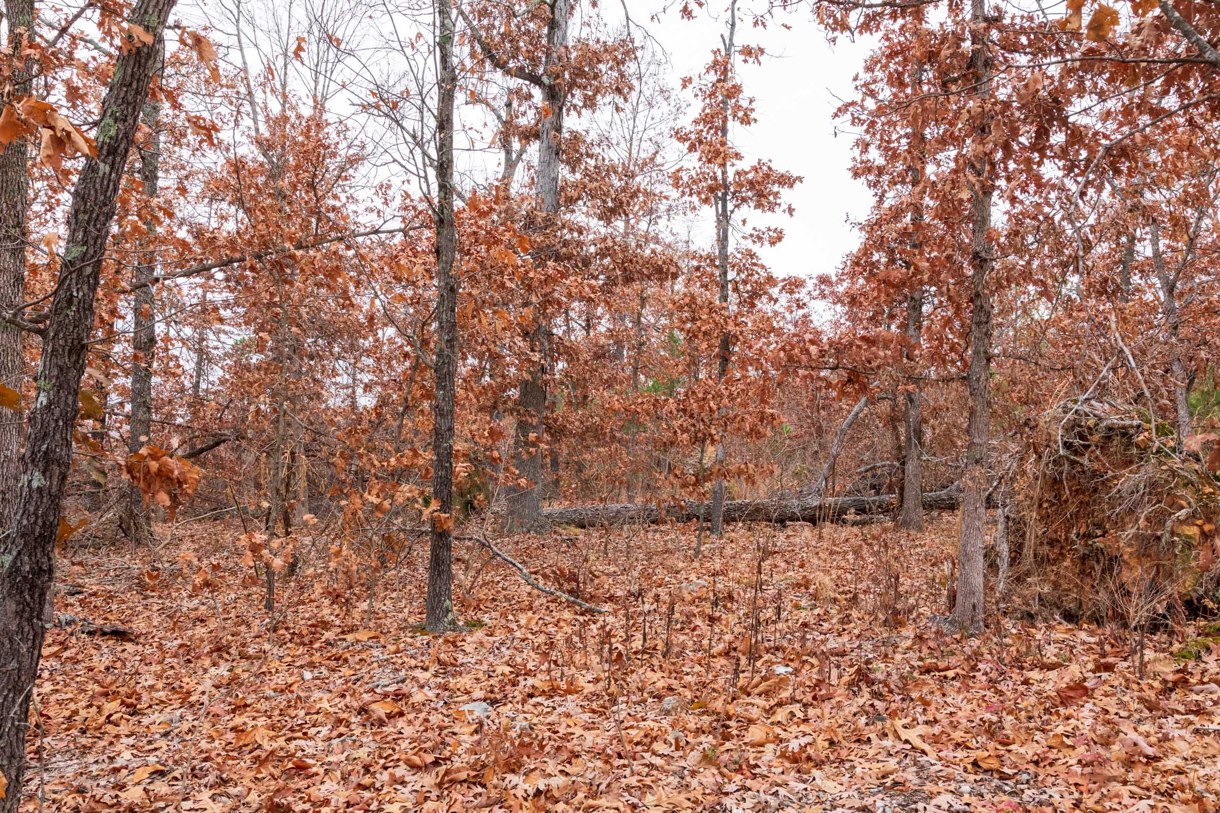 Carter’s Crossing Tract 2 photo 17
