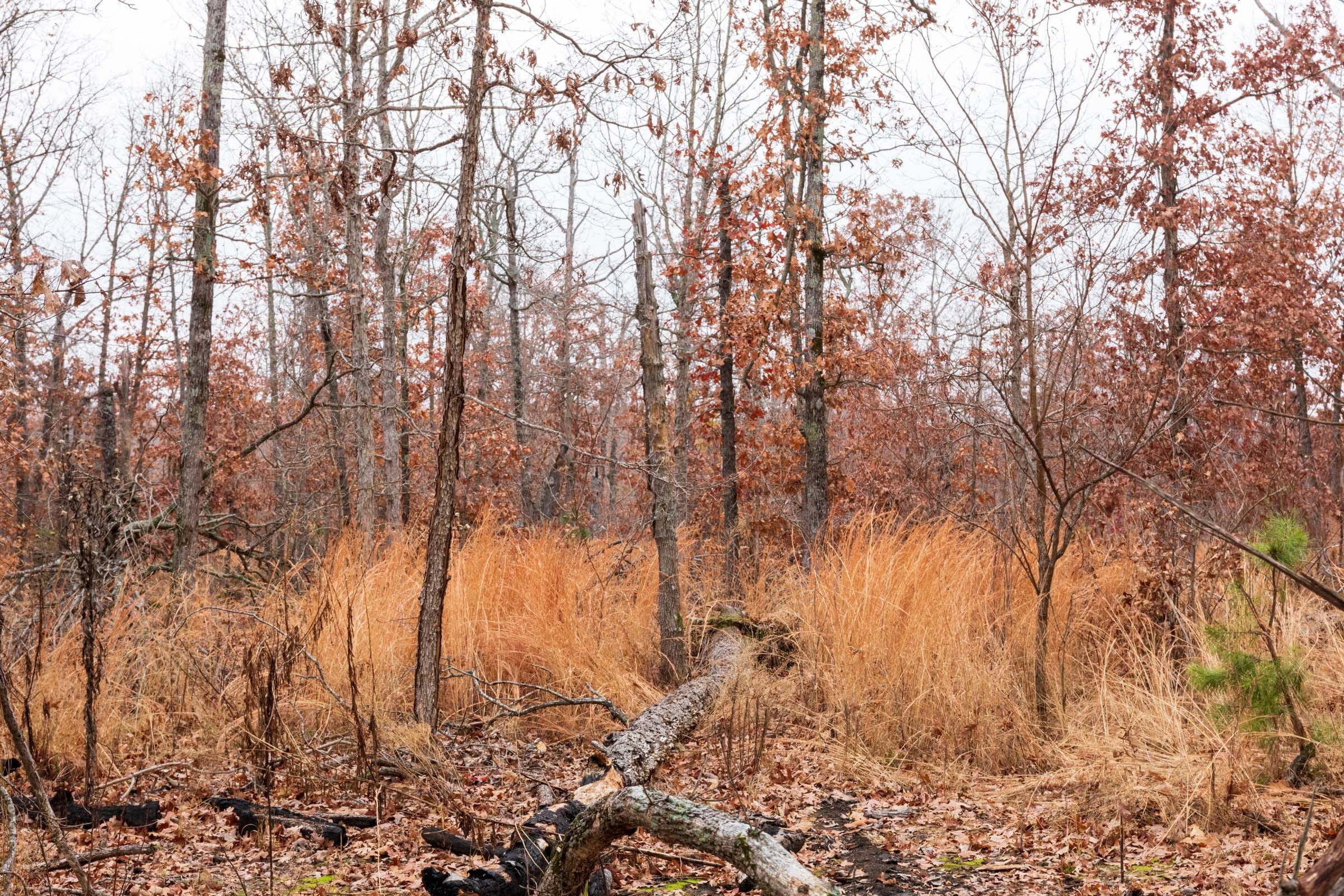 Carter’s Crossing Tract 2 photo 18