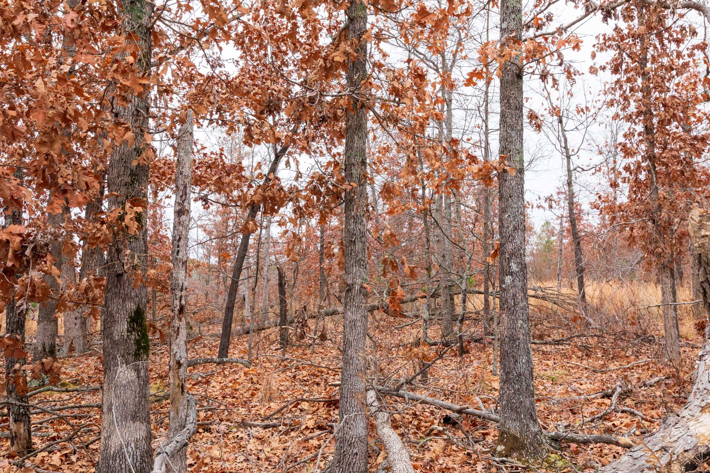 Carter’s Crossing Tract 2 photo 19