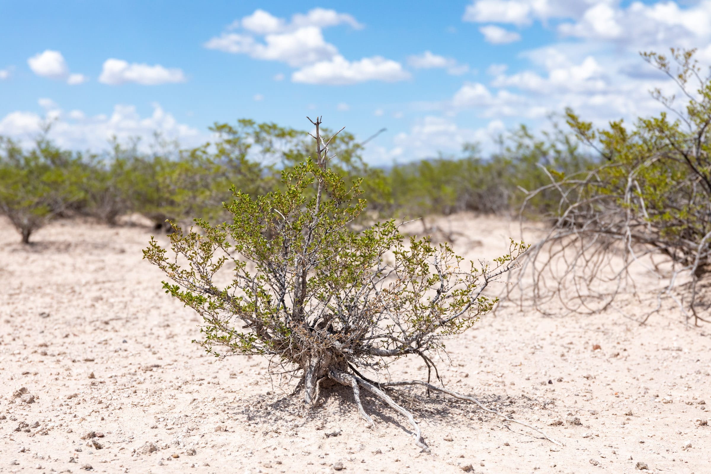 Horizon’s Edge Tract 3 photo 15