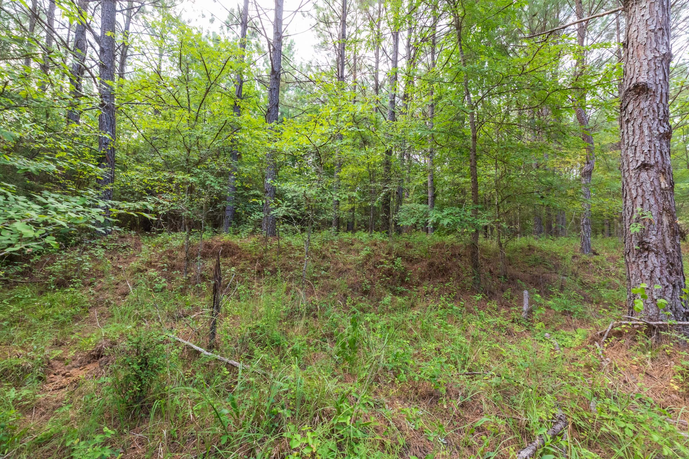Whiskey Ridge Tract 60 photo 1