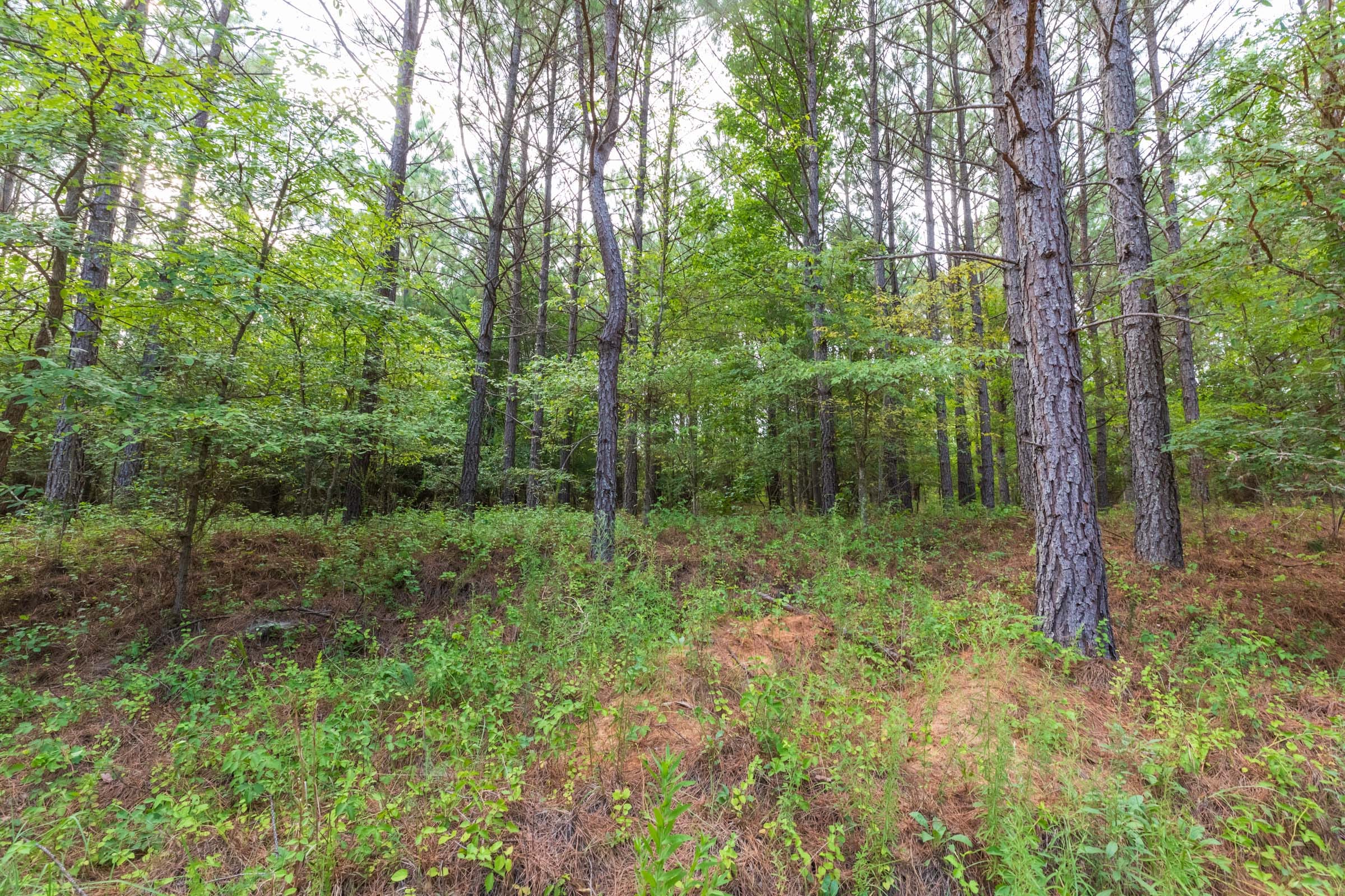 Whiskey Ridge Tract 60 photo 3