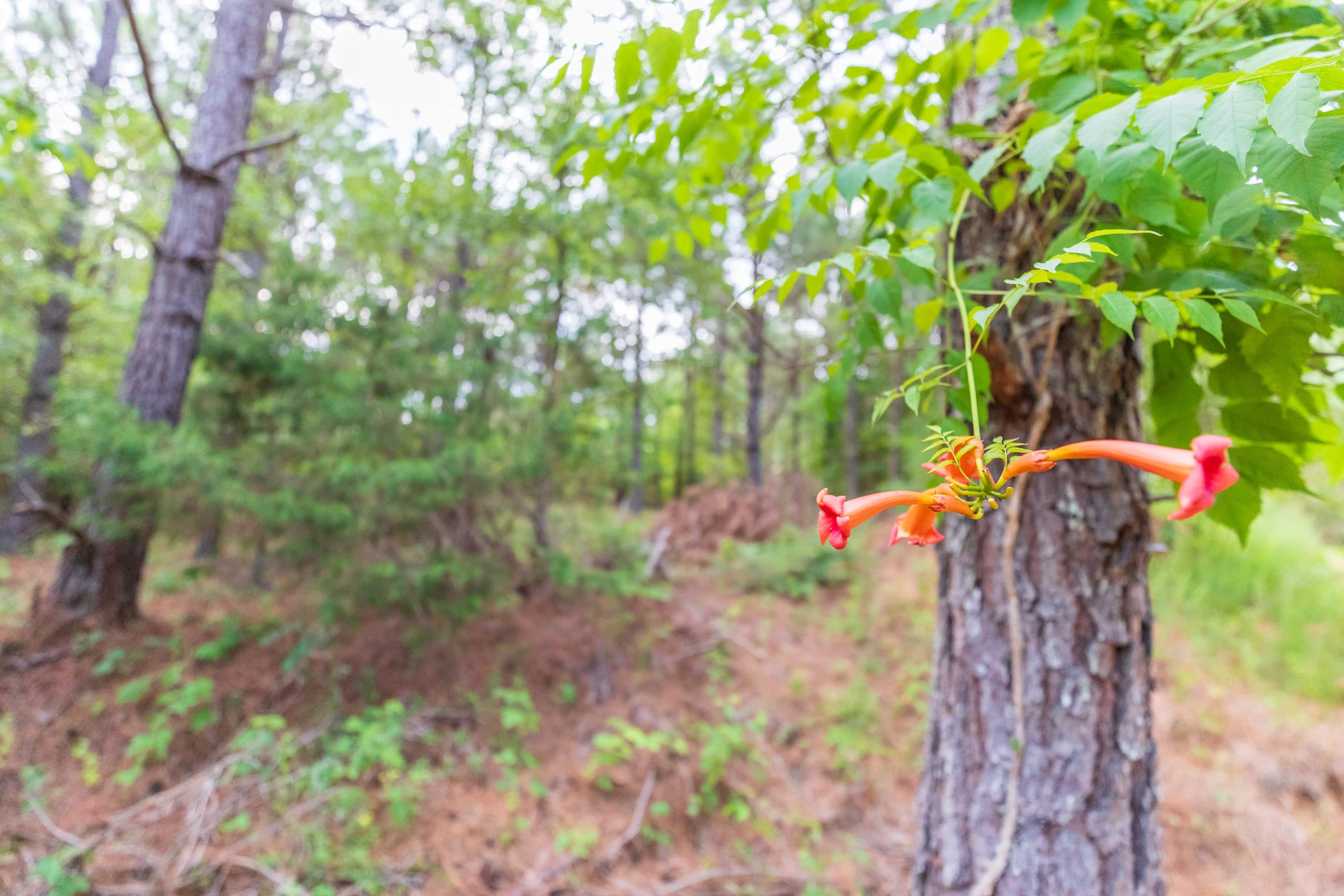 Whiskey Ridge Tract 60 photo 11