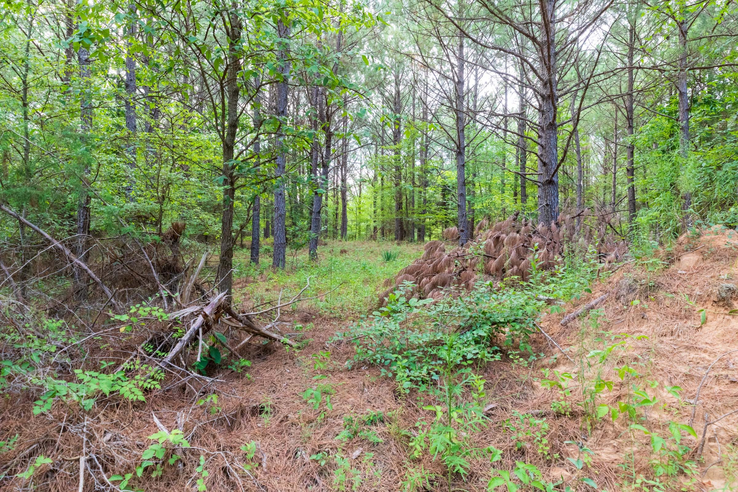 Whiskey Ridge Tract 60 photo 4