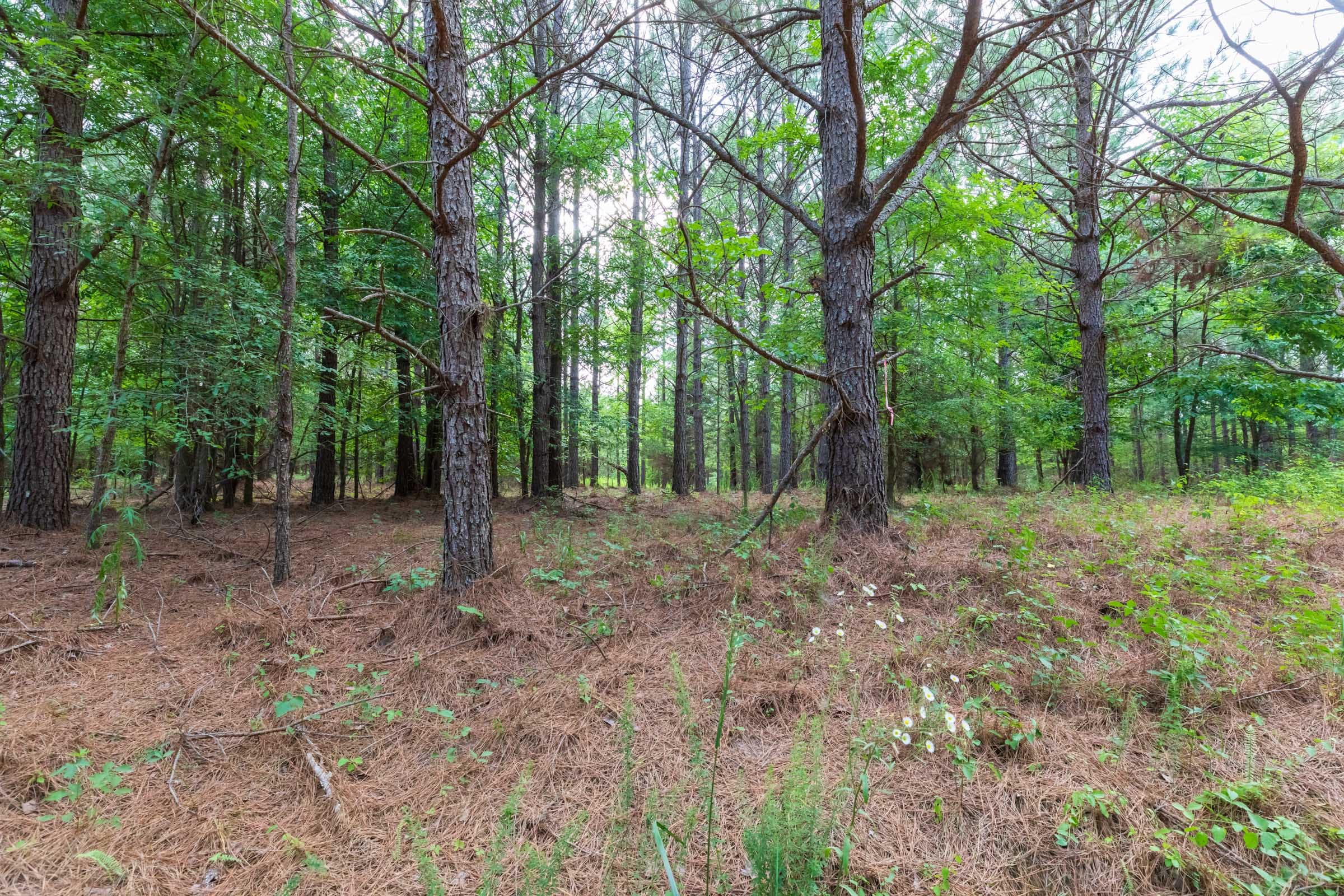 Whiskey Ridge Tract 60 photo 6
