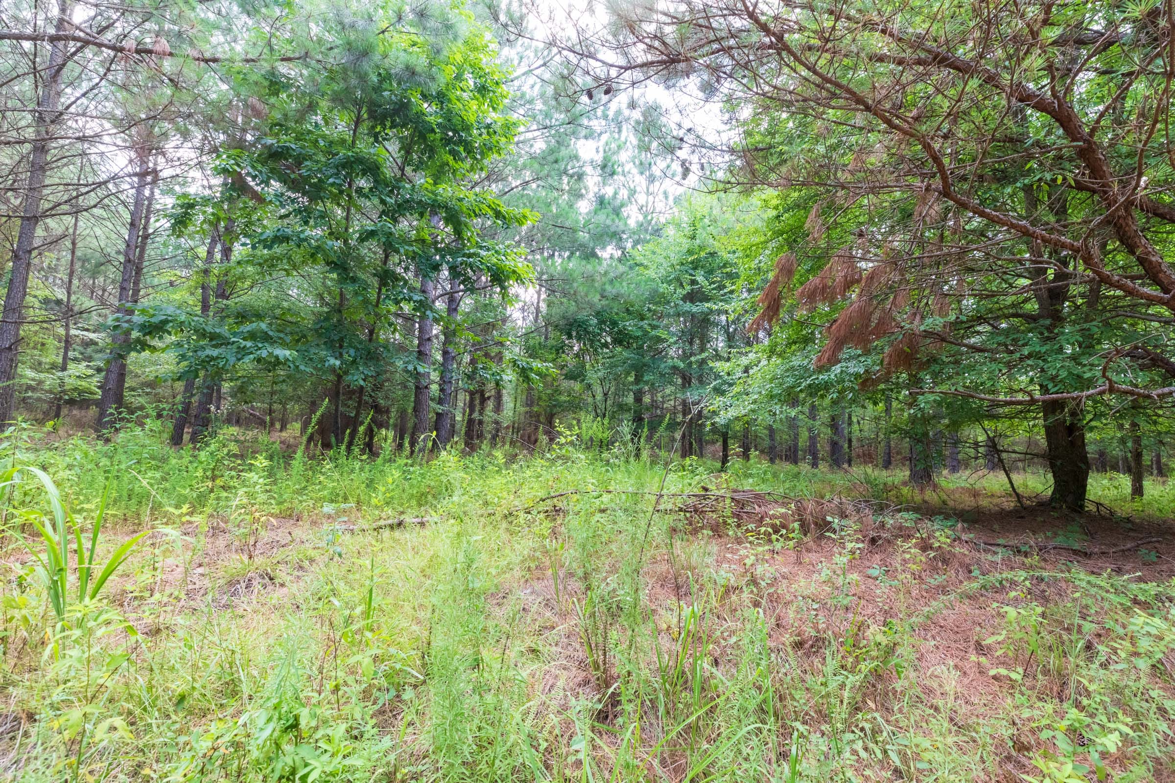 Whiskey Ridge Tract 60 photo 7