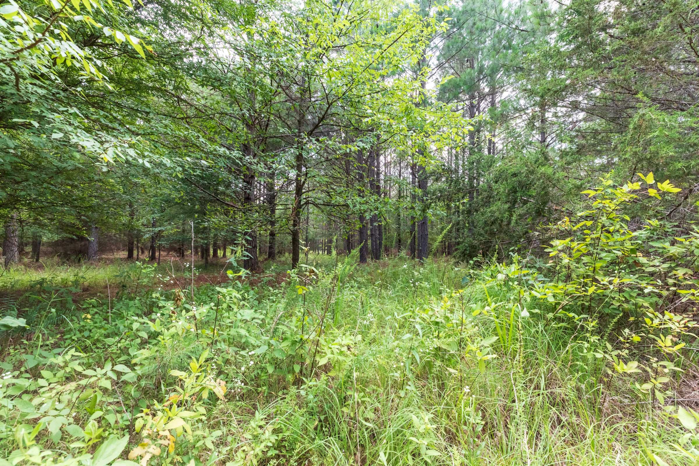 Whiskey Ridge Tract 60 photo 8