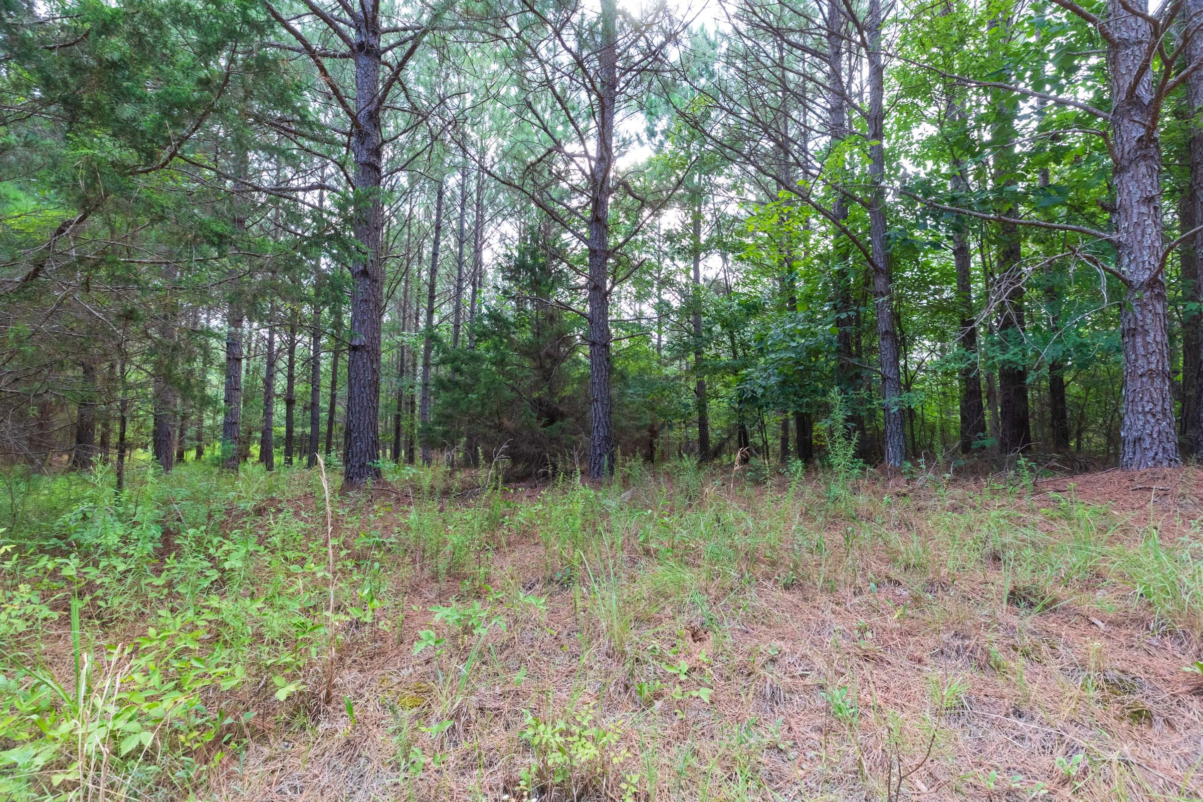 Whiskey Ridge Tract 60 photo 10