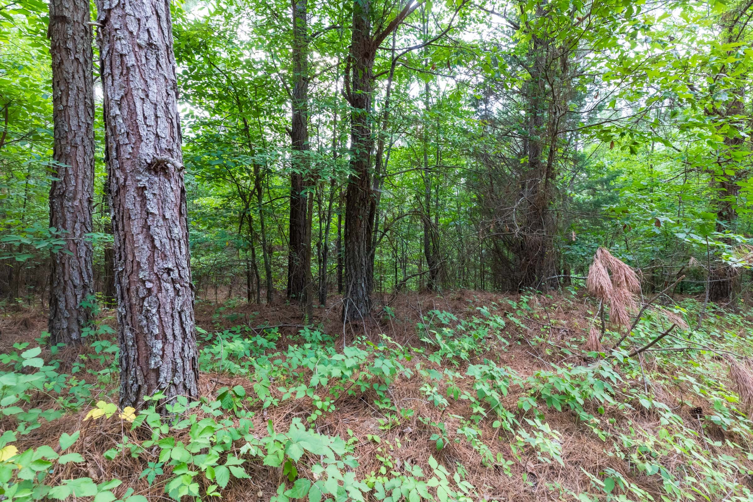Whiskey Ridge Tract 60 photo 9