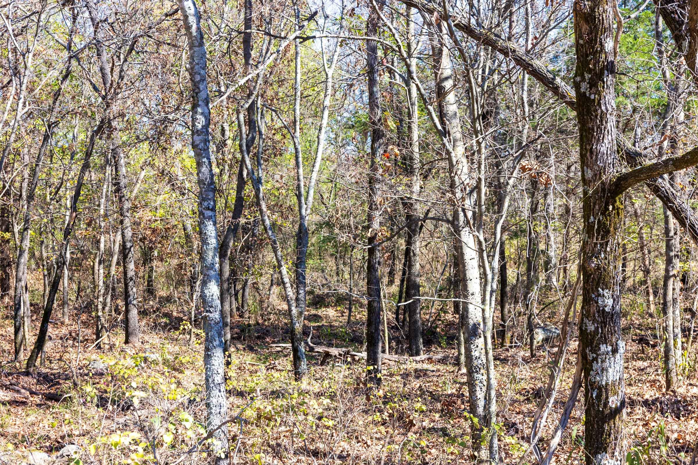 Stone Bridge Reserve Tract 11 photo 6