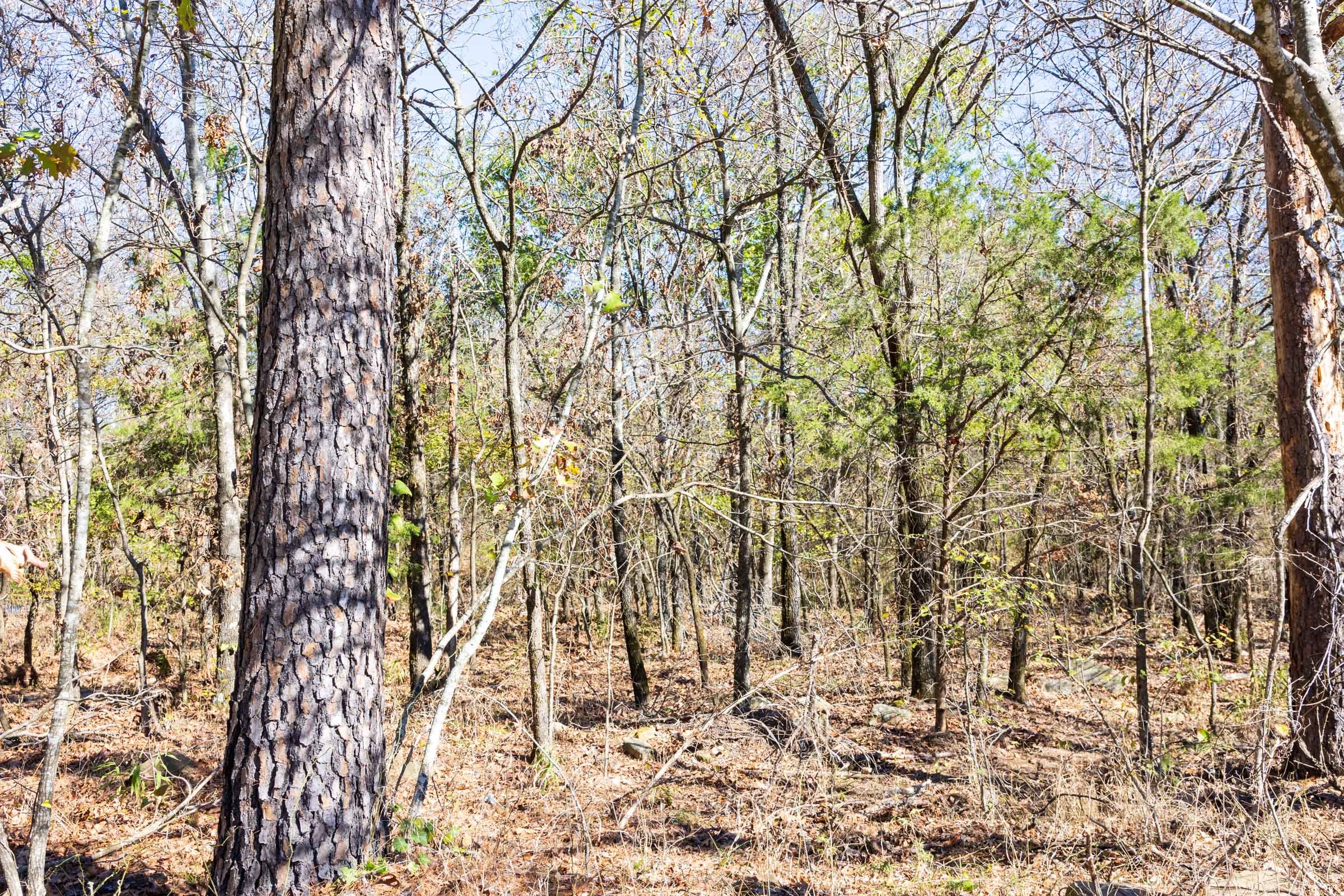 Stone Bridge Reserve Tract 11 photo 3