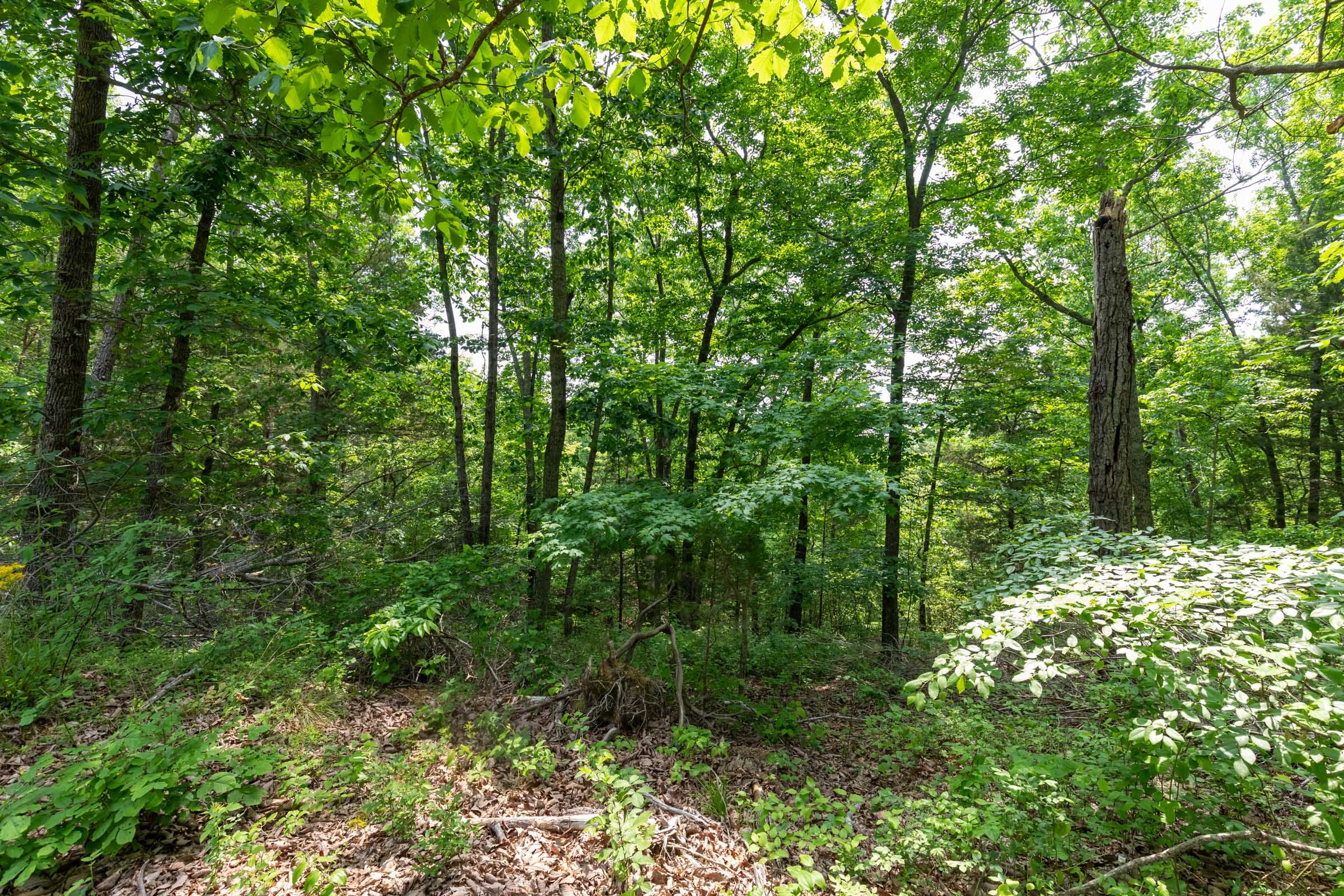 Cedar Creek Tract 6 photo 2