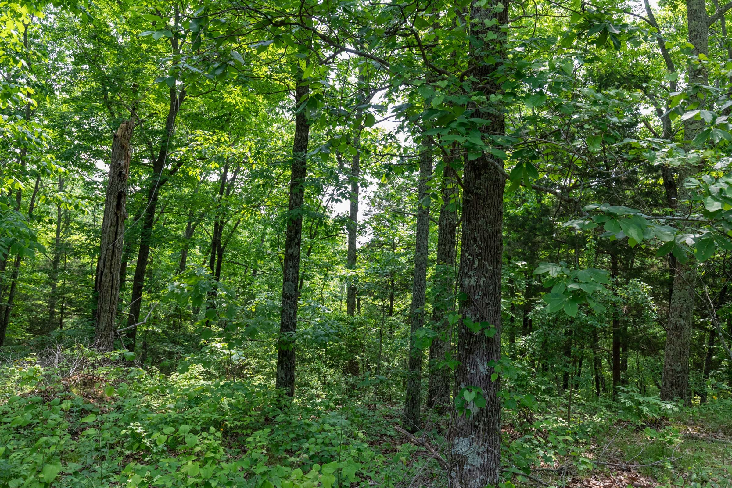 Cedar Creek Tract 6 photo 4