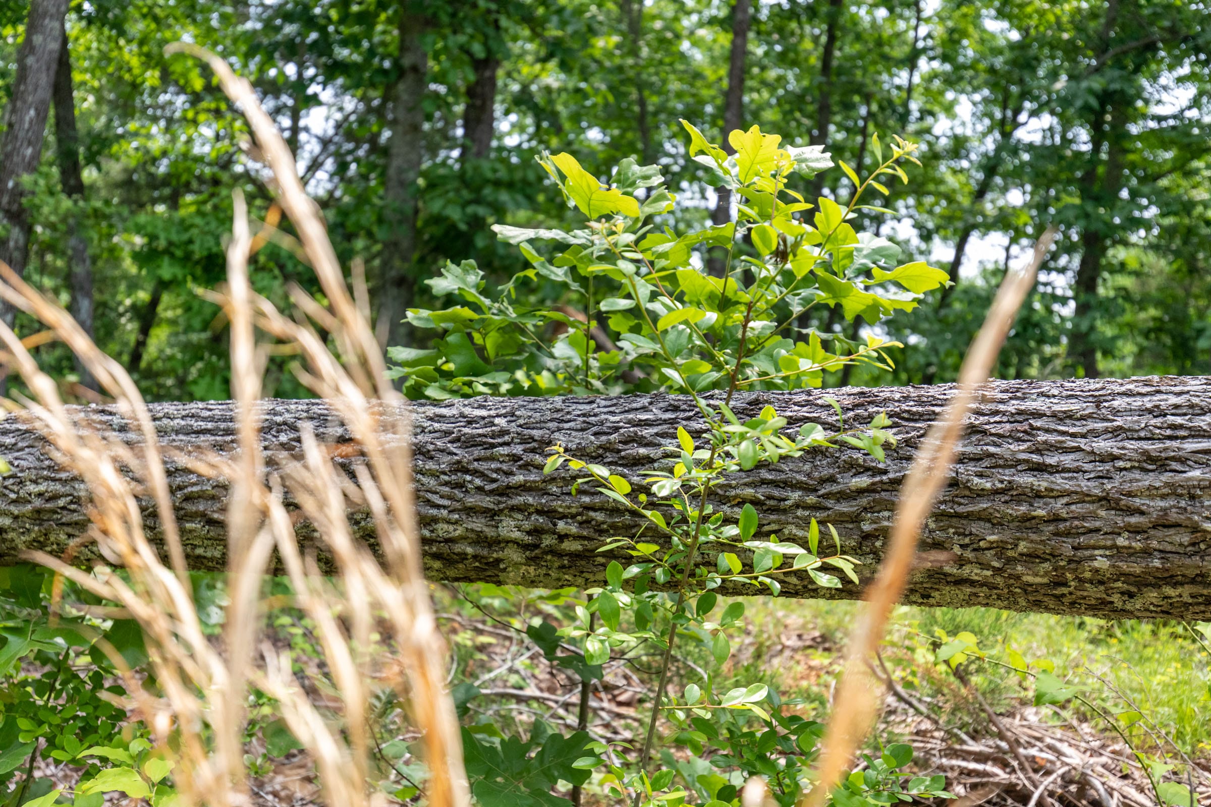 Cedar Creek Tract 6 photo 3