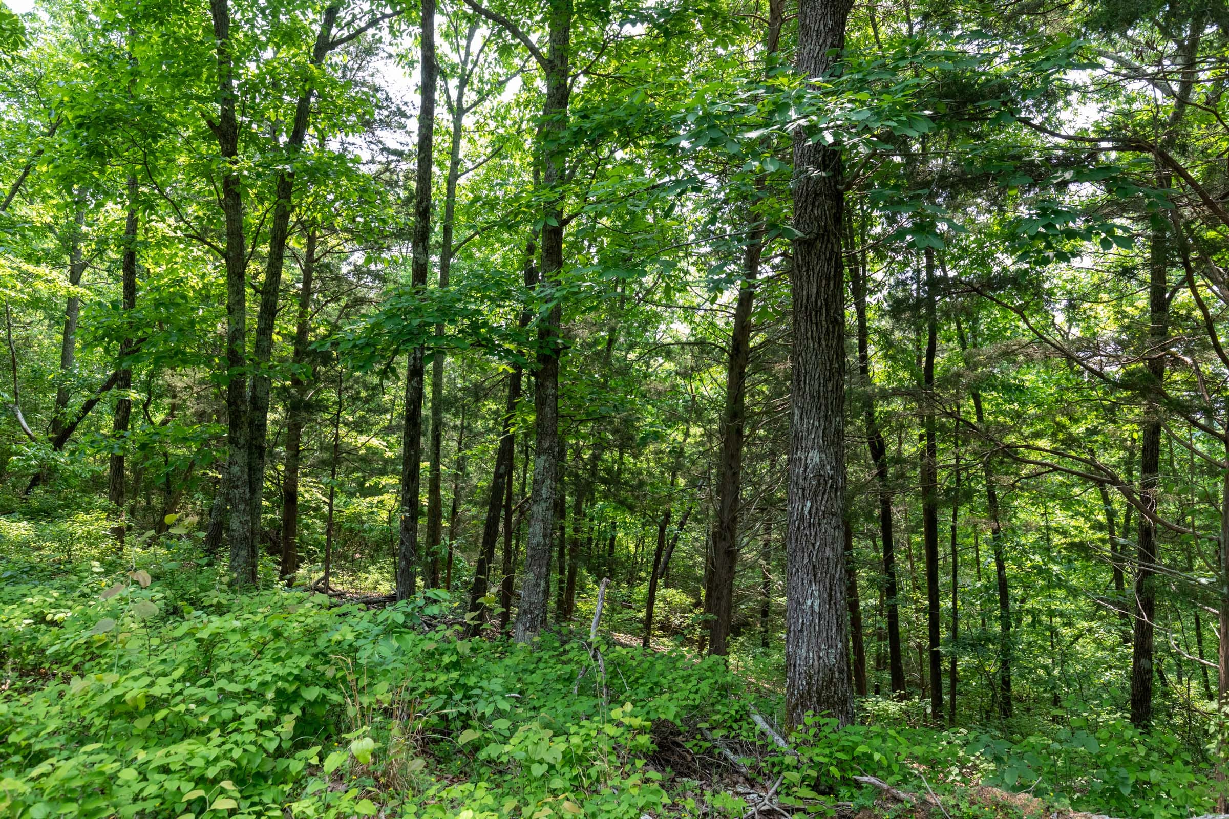 Cedar Creek Tract 6 photo 6