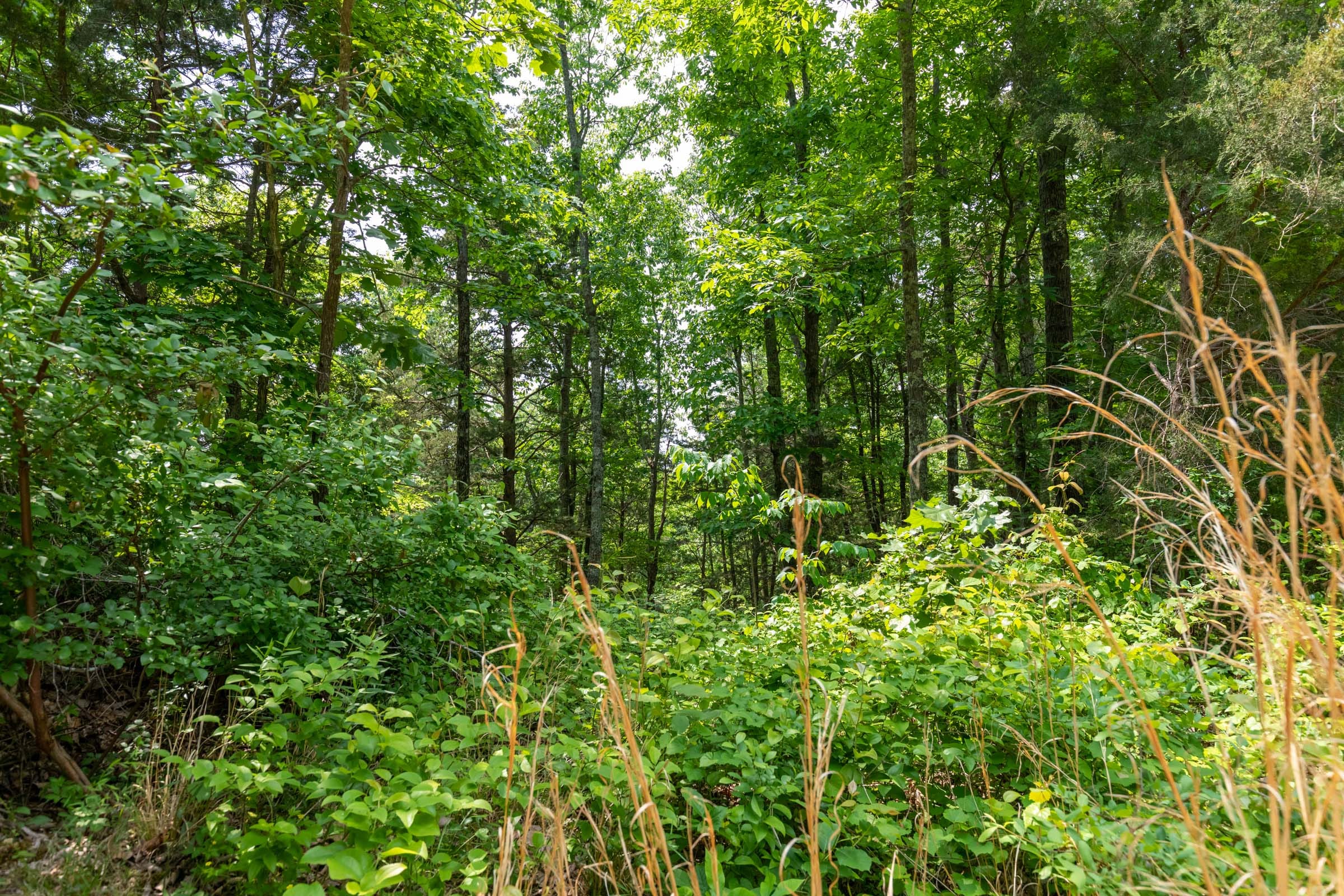 Cedar Creek Tract 6 photo 7