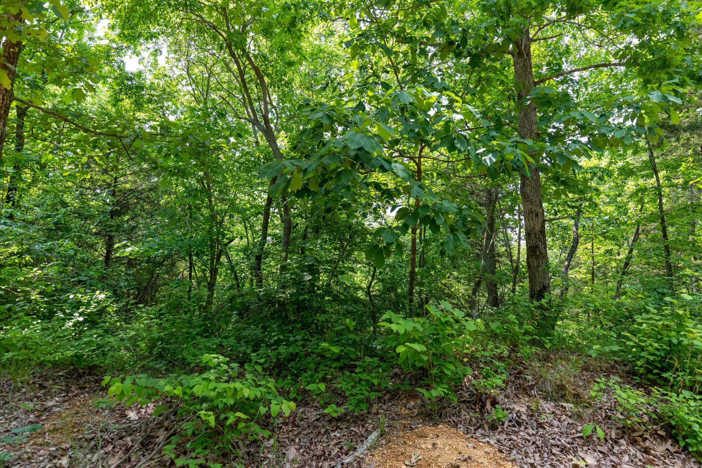 Cedar Creek Tract 6 photo 8